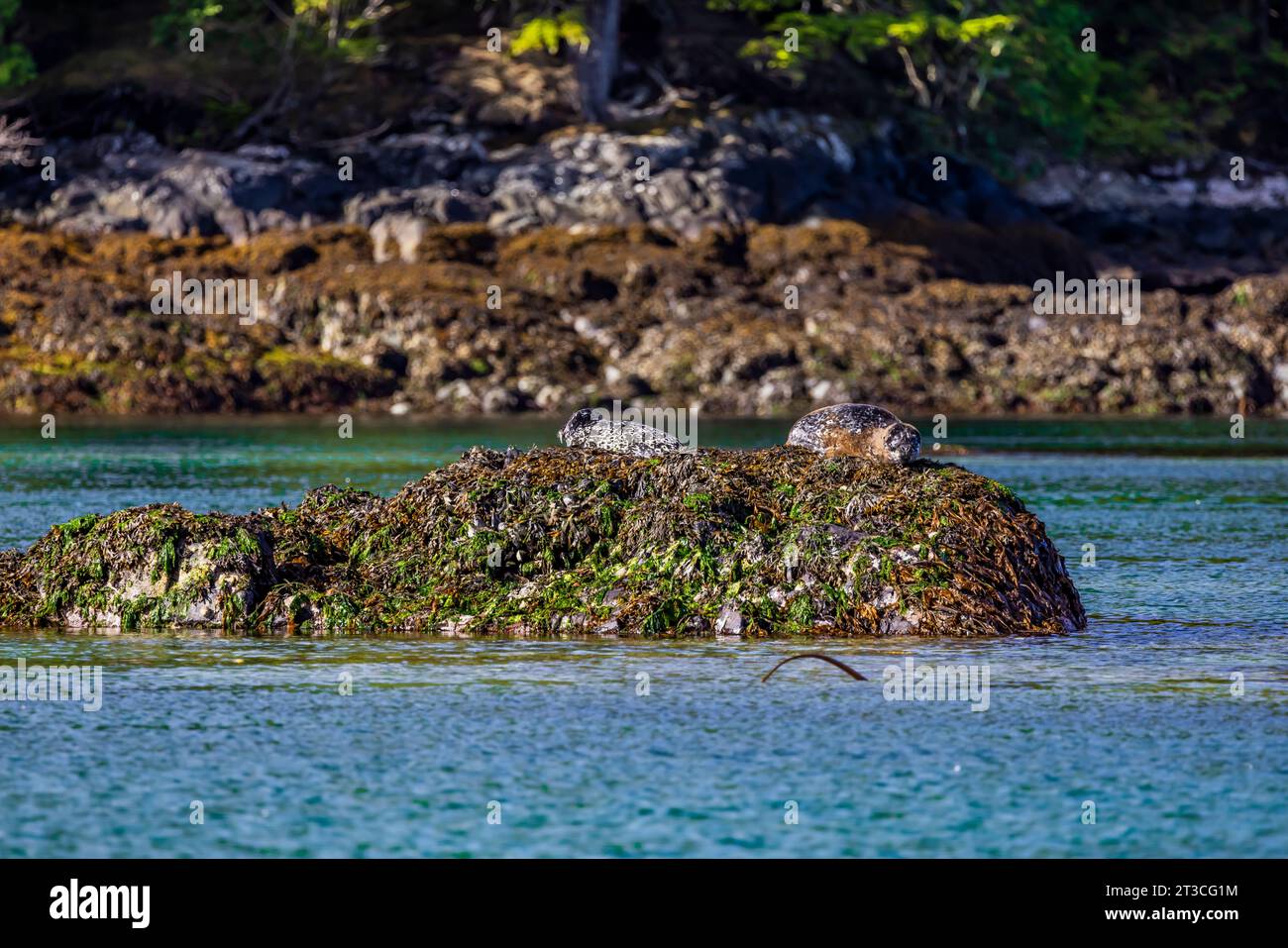 Pacific Harbor Seals, Phoca vitulina richardsi, nell'oceano Pacifico nel Gwaii Haanas National Park Reserve, Haida Gwaii, British Columbia, Canada Foto Stock