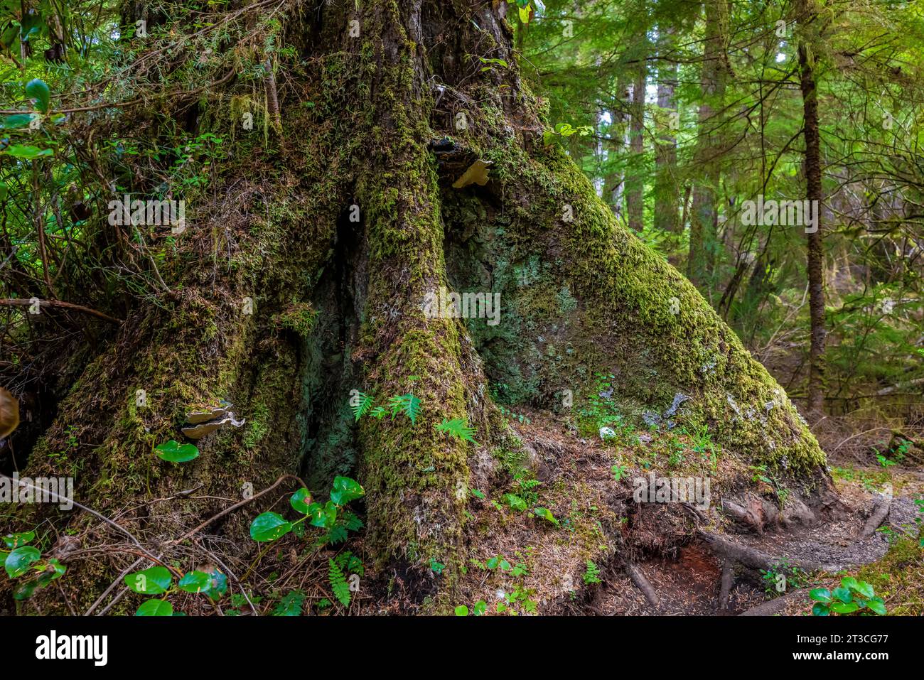 Lungo il sentiero per le sorgenti termali di Gandll K'in Gwaay.yaay, conosciuta anche come Hotspring Island, nel Parco Nazionale Gwaii Haanas Reserve, Haida Gwaii, British Columbi Foto Stock