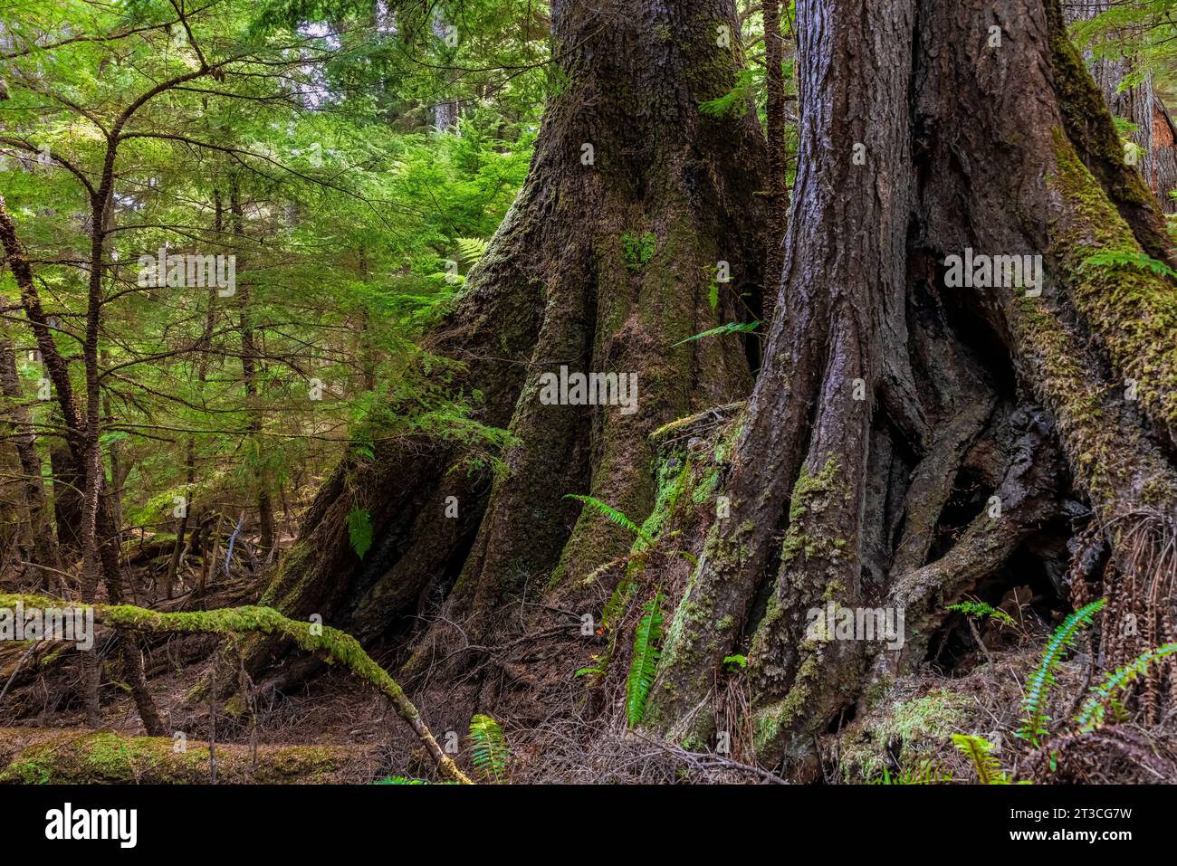 WESTERN Hemlock con radici su palafitte lungo il sentiero per le sorgenti termali di Gandll K'in Gwaay.yaay, nota anche come Hotspring Island, nel Parco Nazionale di Gwaii Haanas Rese Foto Stock