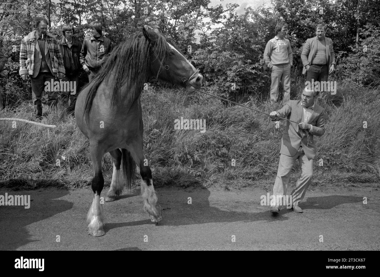 Cavallo in vendita, viene mostrato, uomo zingaro che si occupa di portarlo sotto controllo, tirando una corda. Appleby a Westmorland fiera dei cavalli gitani Cumbria, Inghilterra giugno 1981 1980s UK HOMER SYKES Foto Stock