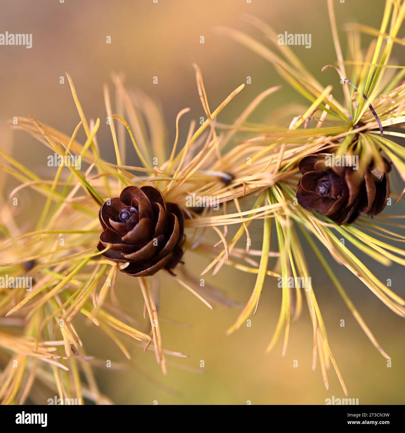 Coni di pino sull'albero di Tamarack (Larix laricina) nell'autunno dell'anno con aghi che diventano gialli Foto Stock