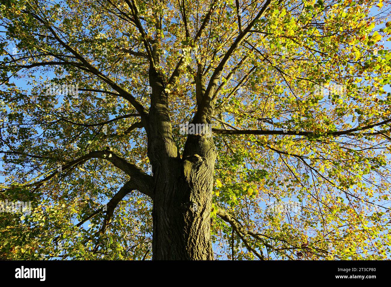 Una bella foto della natura. Un albero con un'ottima illuminazione. Foto Stock