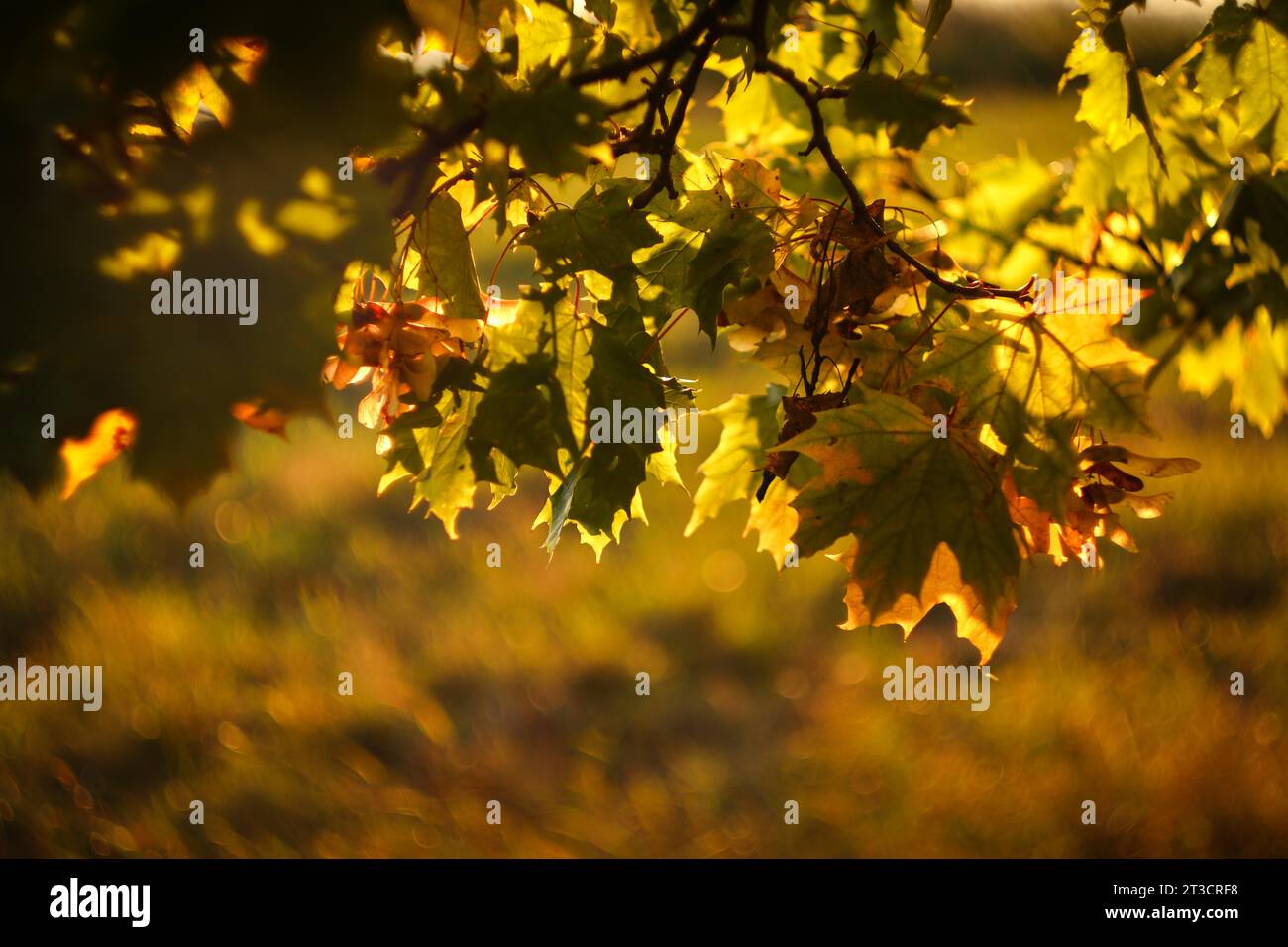 Foglie di autunno colori Foto Stock