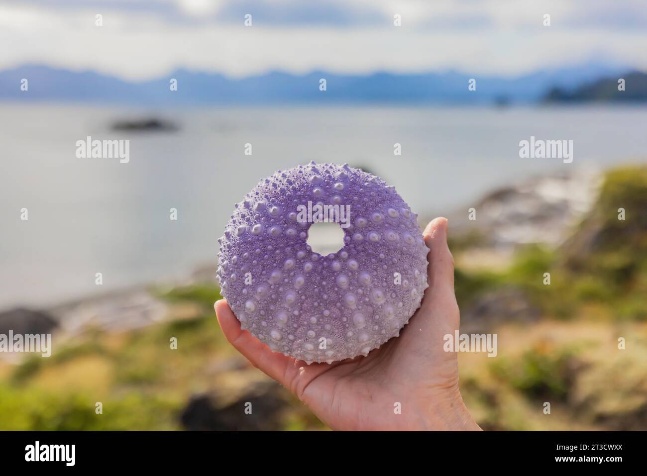 Test dell'urchina gigante del Mar Rosso su Gandll K'in Gwaay.yaay, alias Hotspring Island), nella riserva del Parco Nazionale di Gwaii Haanas, Haida Gwaii, British Columbia, Cana Foto Stock