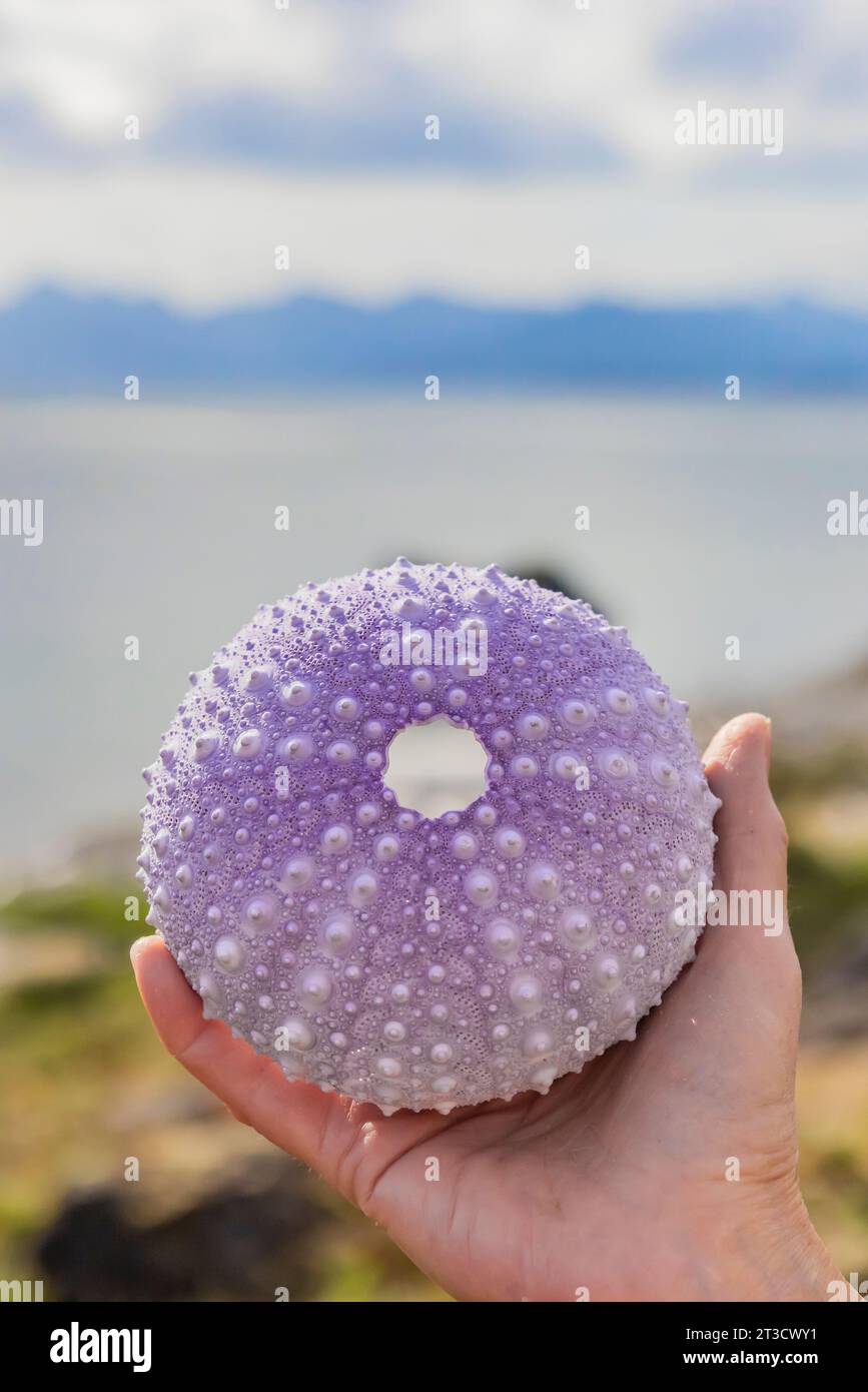 Test dell'urchina gigante del Mar Rosso su Gandll K'in Gwaay.yaay, alias Hotspring Island), nella riserva del Parco Nazionale di Gwaii Haanas, Haida Gwaii, British Columbia, Cana Foto Stock