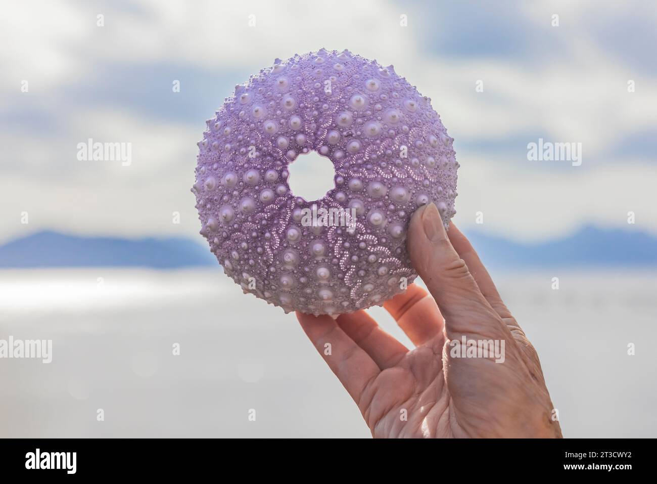 Test dell'urchina gigante del Mar Rosso su Gandll K'in Gwaay.yaay, alias Hotspring Island), nella riserva del Parco Nazionale di Gwaii Haanas, Haida Gwaii, British Columbia, Cana Foto Stock