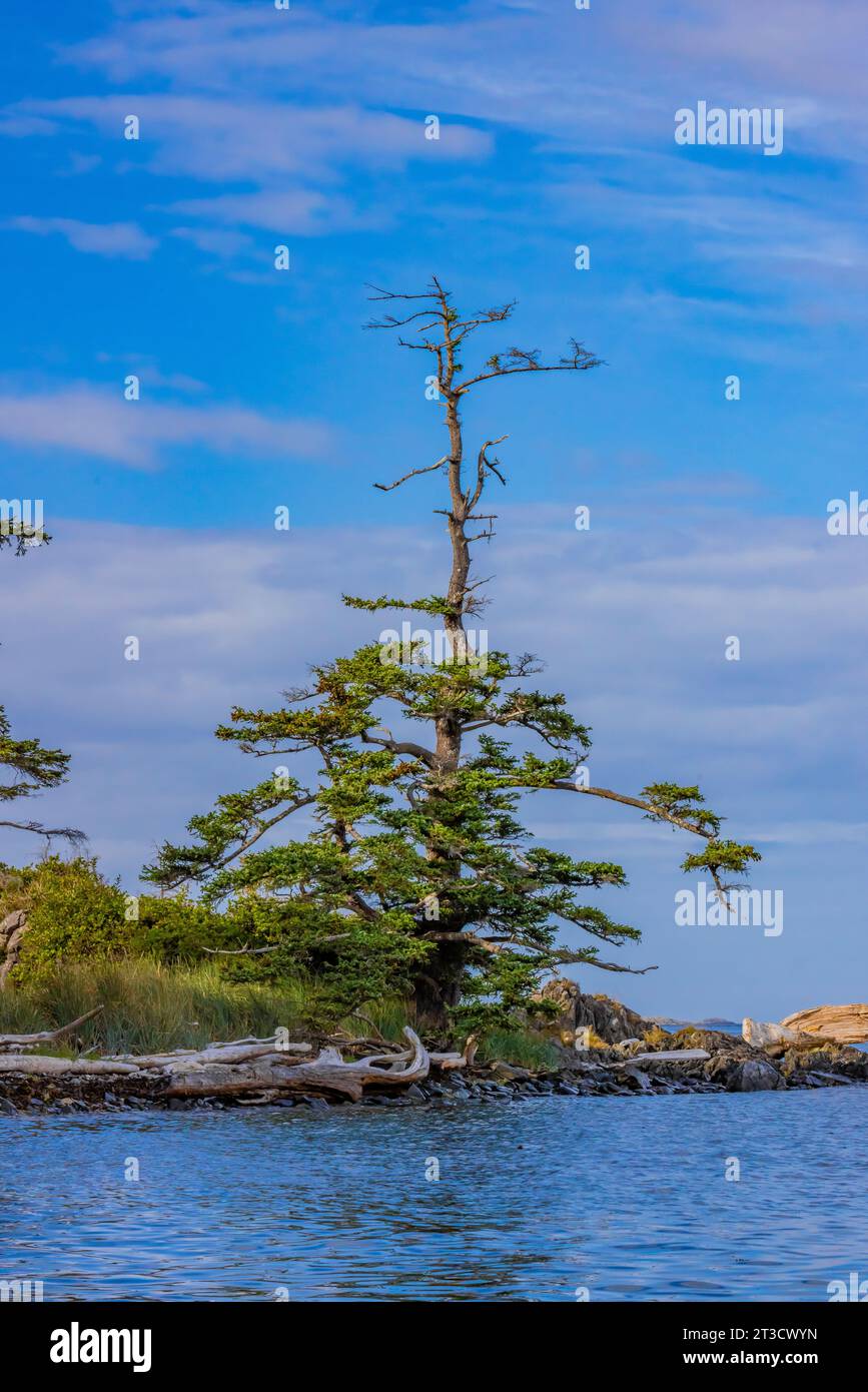 Sitka Spruce vicino alla spiaggia di Gandll K'in Gwaay.yaay, alias Hotspring Island), nella riserva del Parco Nazionale di Gwaii Haanas, Haida Gwaii, British Columbia, Canada Foto Stock