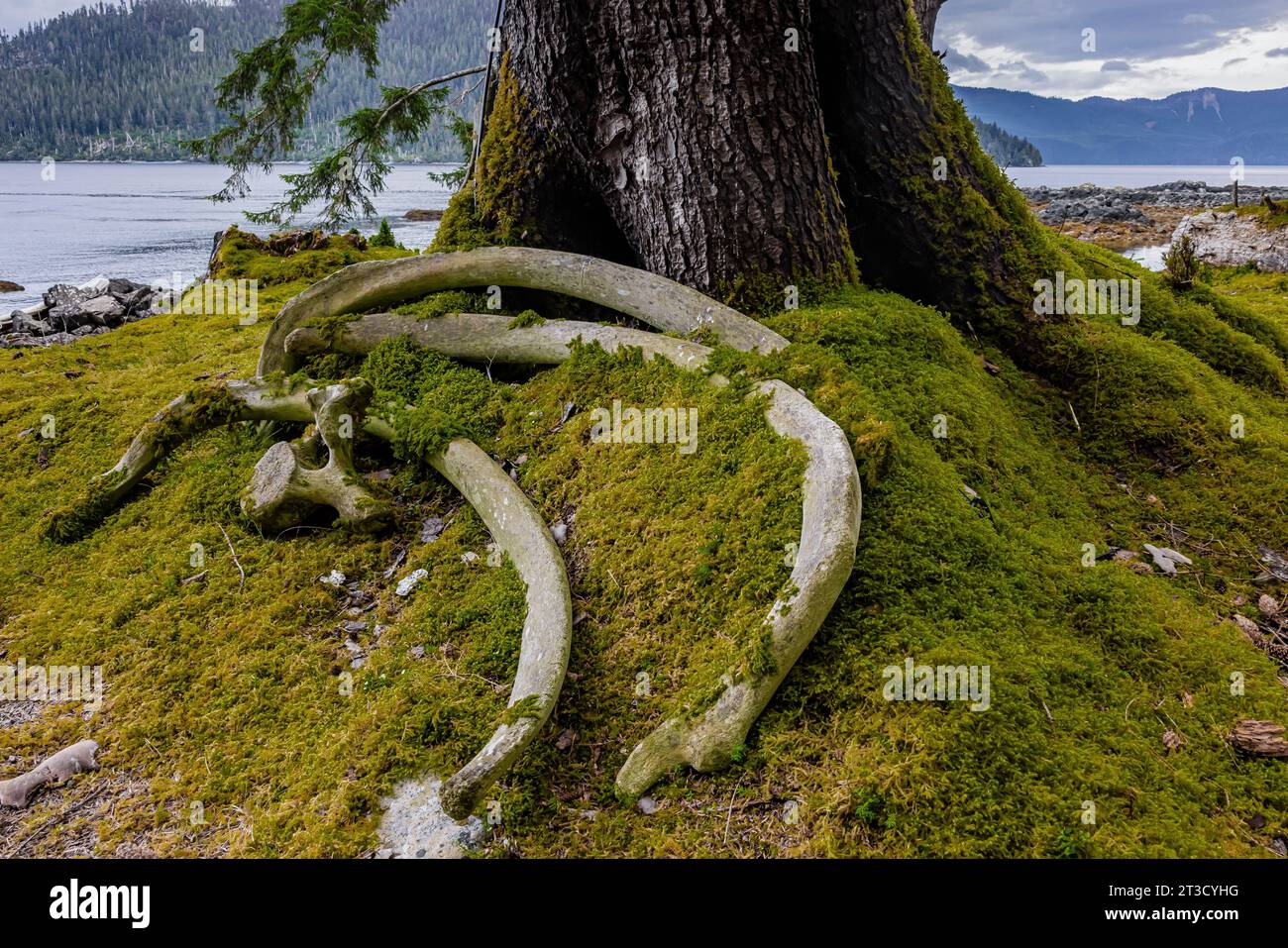 Ossa di balene trasportate dalla spiaggia nell'antico villaggio Haida di T'aanuu Linagaay, riserva del parco nazionale Gwaii Haanas, Haida Gwaii e British Columb Foto Stock