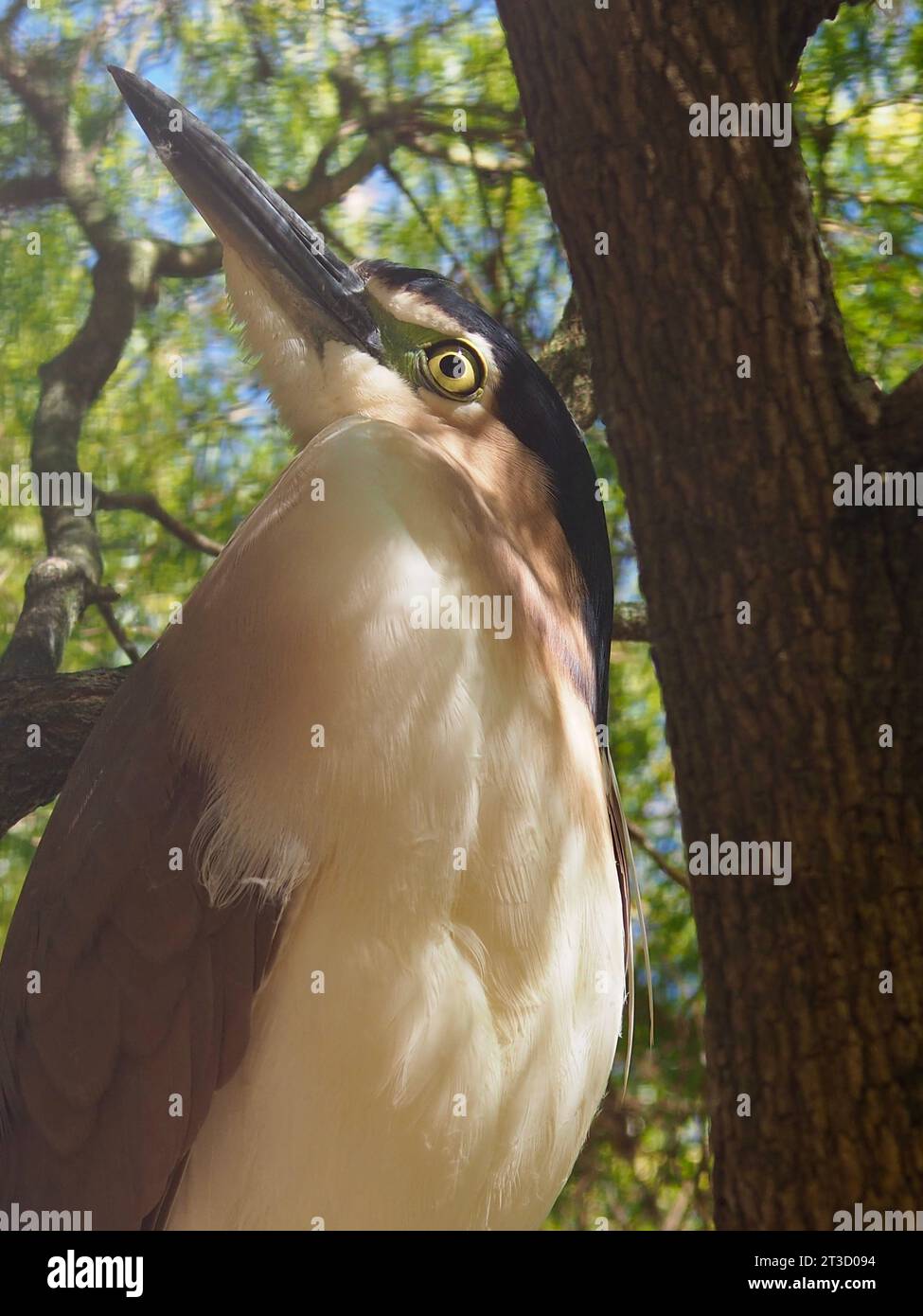 Incredibile ed elegante Nankeen Night-Heron in una bellezza naturale. Foto Stock