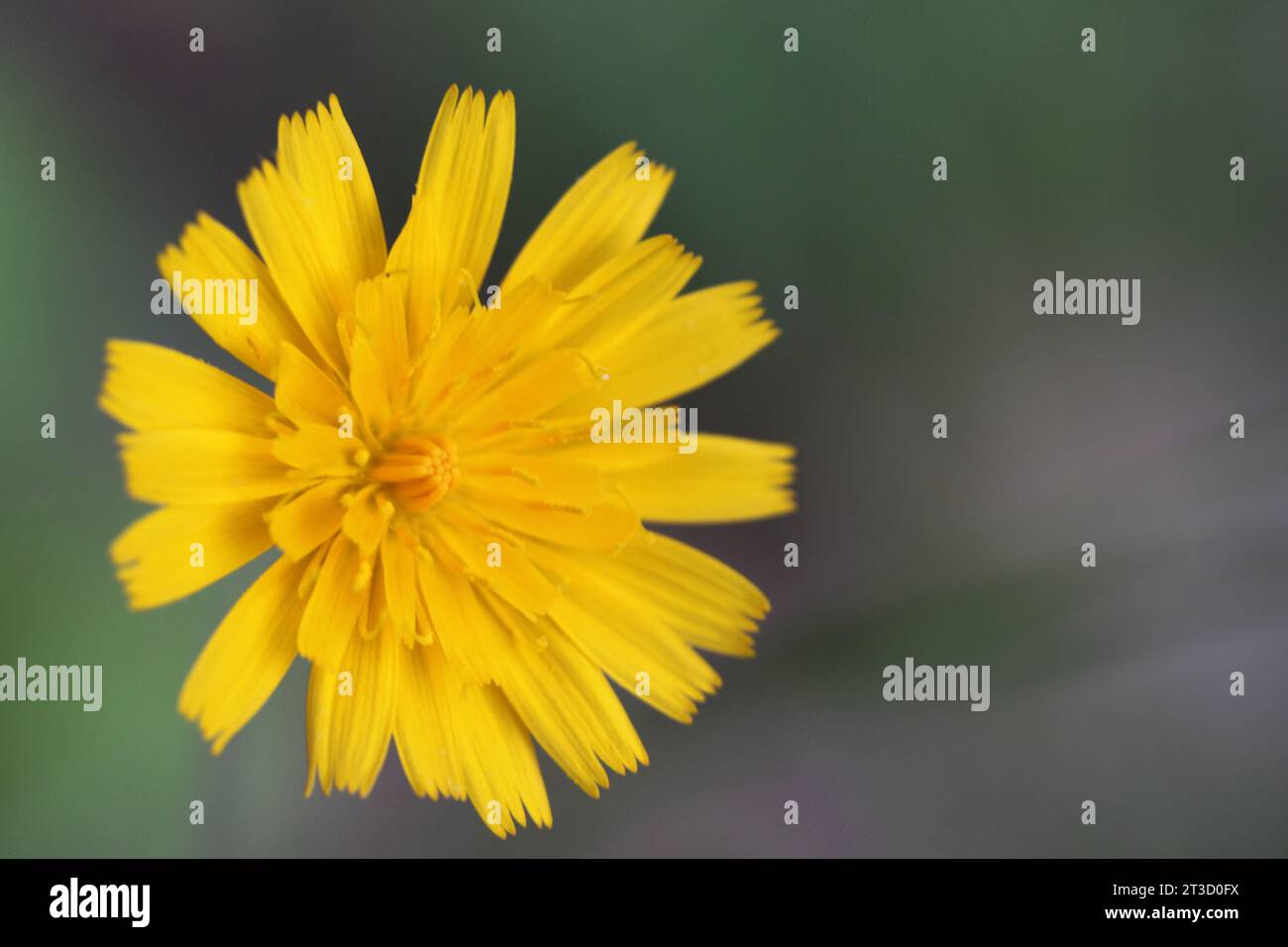 Un fiore selvatico con sfondo neutro. Foto Stock