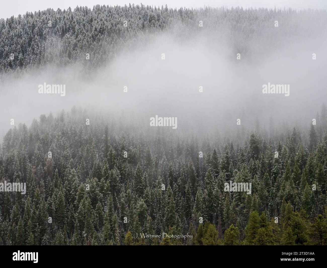 L'autunno portò una nevicata precoce a Yellowstone, mentre le foglie gialle lasciavano il posto a un ambiente bianco Foto Stock