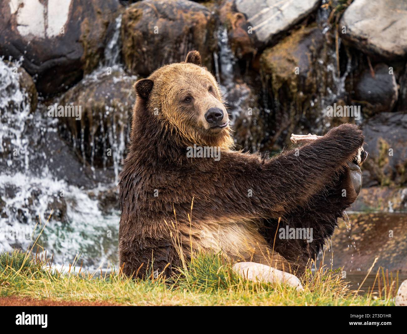 Gli orsi grizzly (Ursus arctos horribilis) vivono in un santuario del Montana, incapaci di essere rimessi in libertà per vari motivi Foto Stock