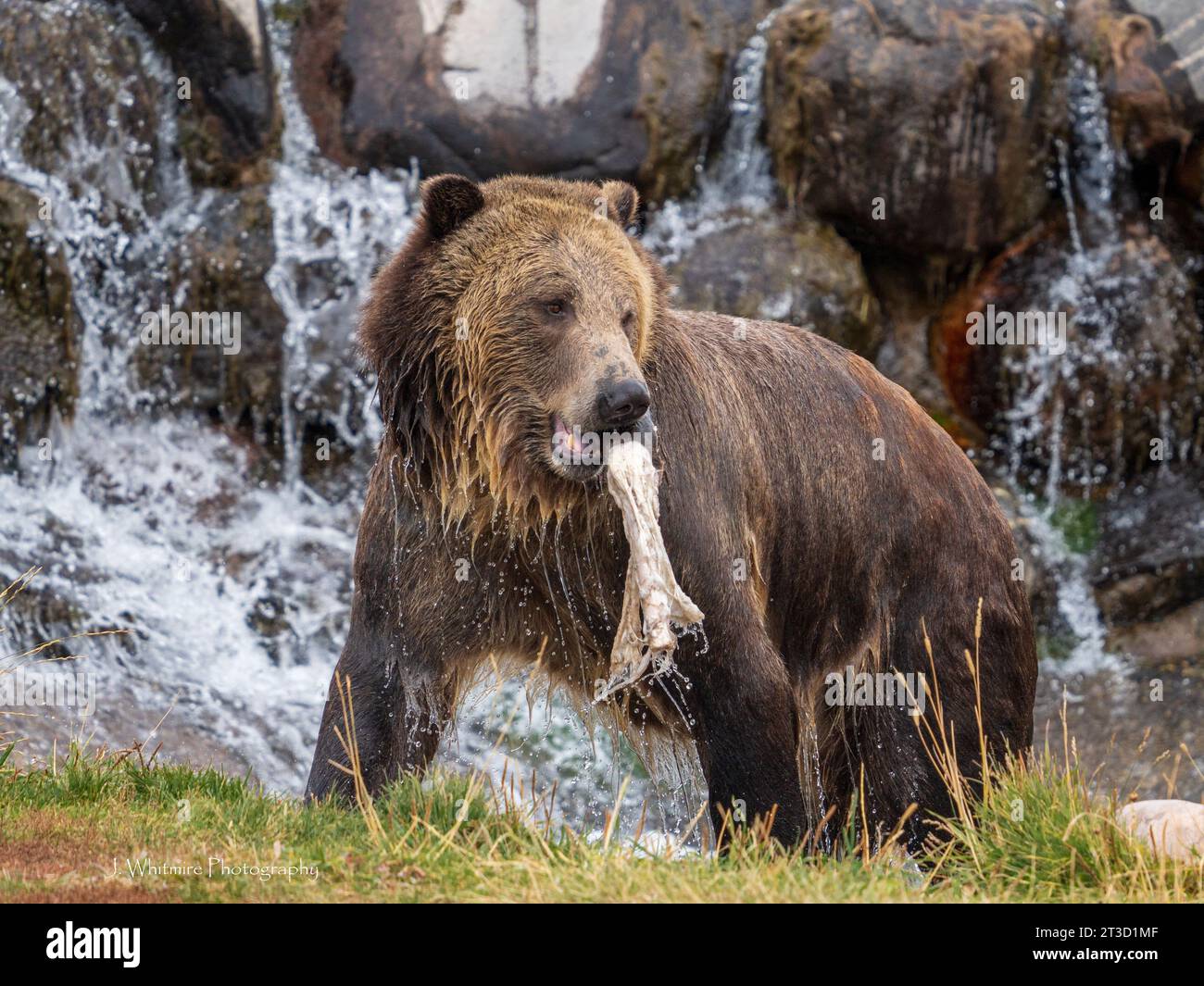 Gli orsi grizzly (Ursus arctos horribilis) vivono in un santuario del Montana, incapaci di essere rimessi in libertà per vari motivi Foto Stock