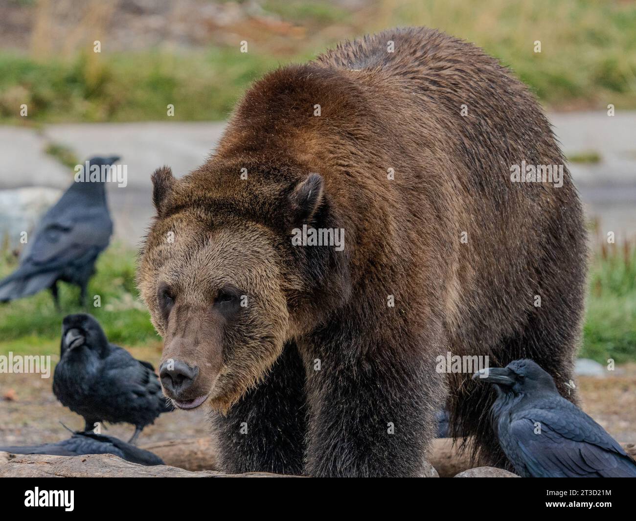 Gli orsi grizzly (Ursus arctos horribilis) vivono in un santuario del Montana, incapaci di essere rimessi in libertà per vari motivi Foto Stock