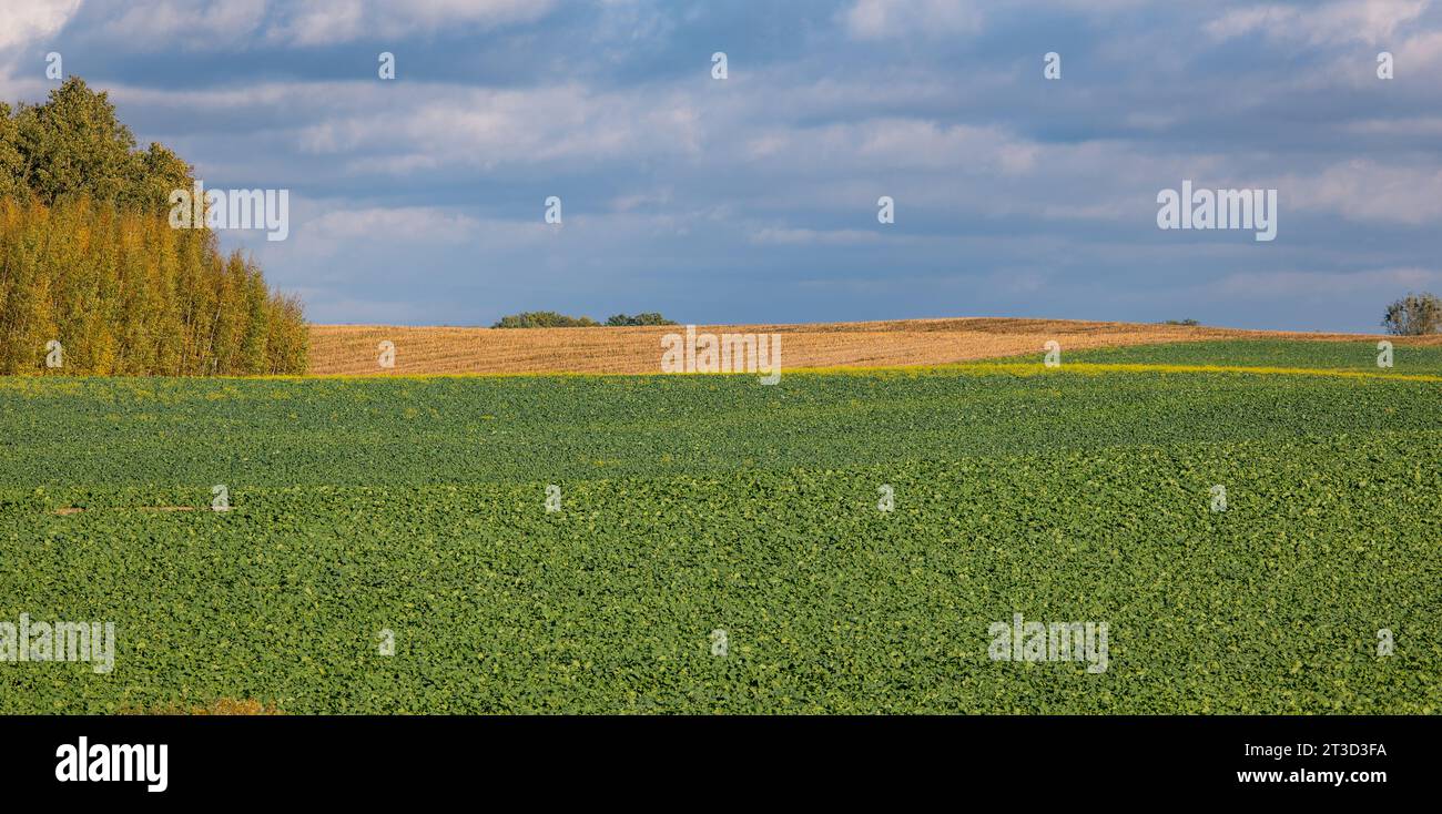 Terreni agricoli in Polonia Foto Stock