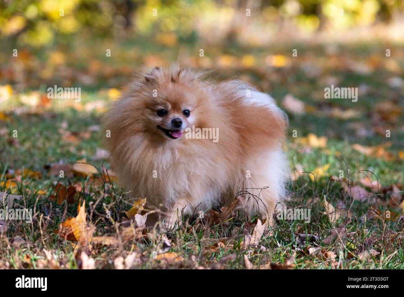 Cane della Pomerania in piedi sull'erba nel parco autunnale. Foto Stock