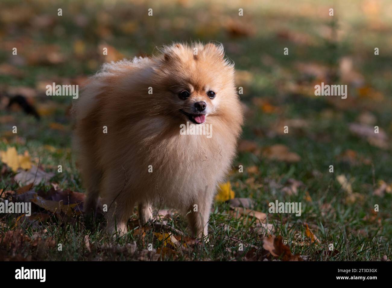 Cane della Pomerania in piedi sull'erba nel parco autunnale. Foto Stock