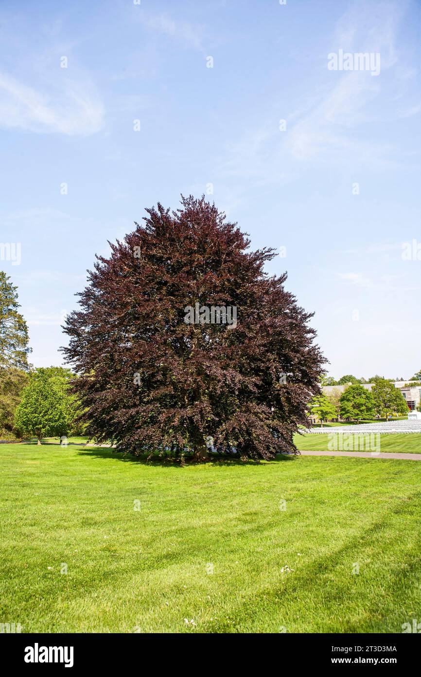 Faggio europeo, Swarthmore College, Swarthmore, Pennsylvania, USA Foto Stock