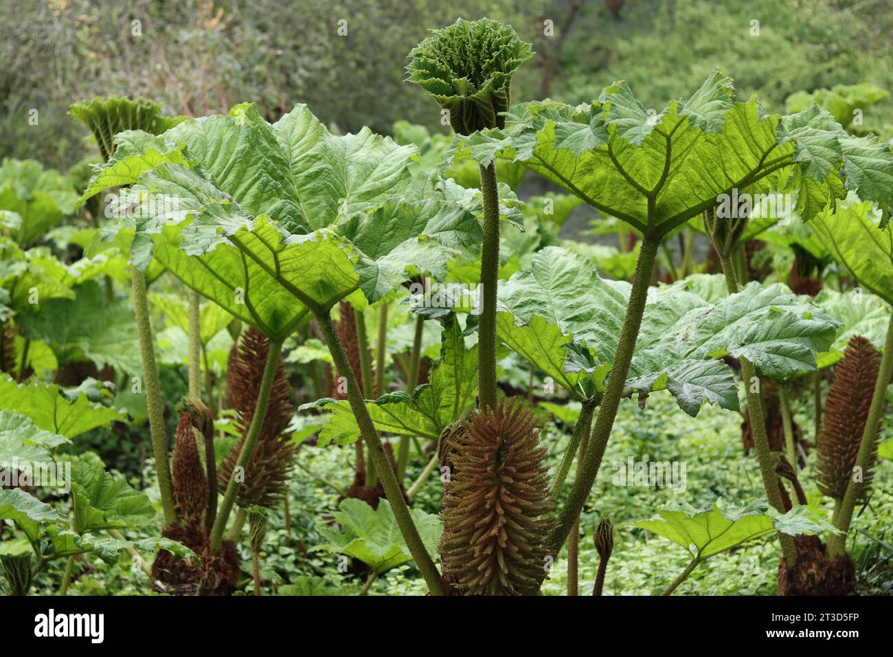 Enormi foglie di gunnera e punte di fiori in un sole luminoso Foto Stock