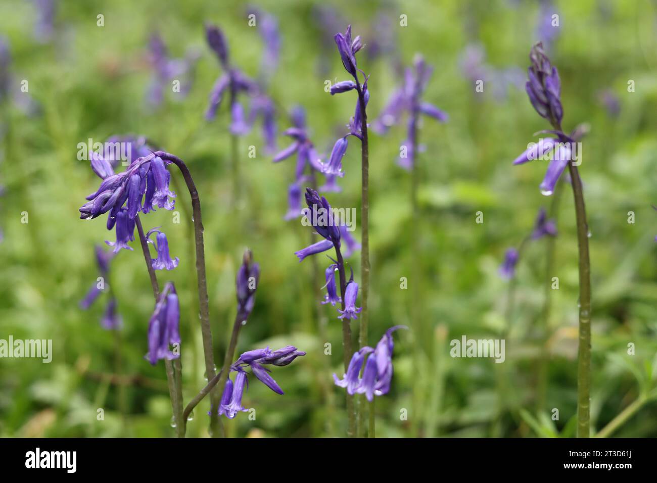 Primo piano di campanelle selvatiche in un bosco primaverile Foto Stock