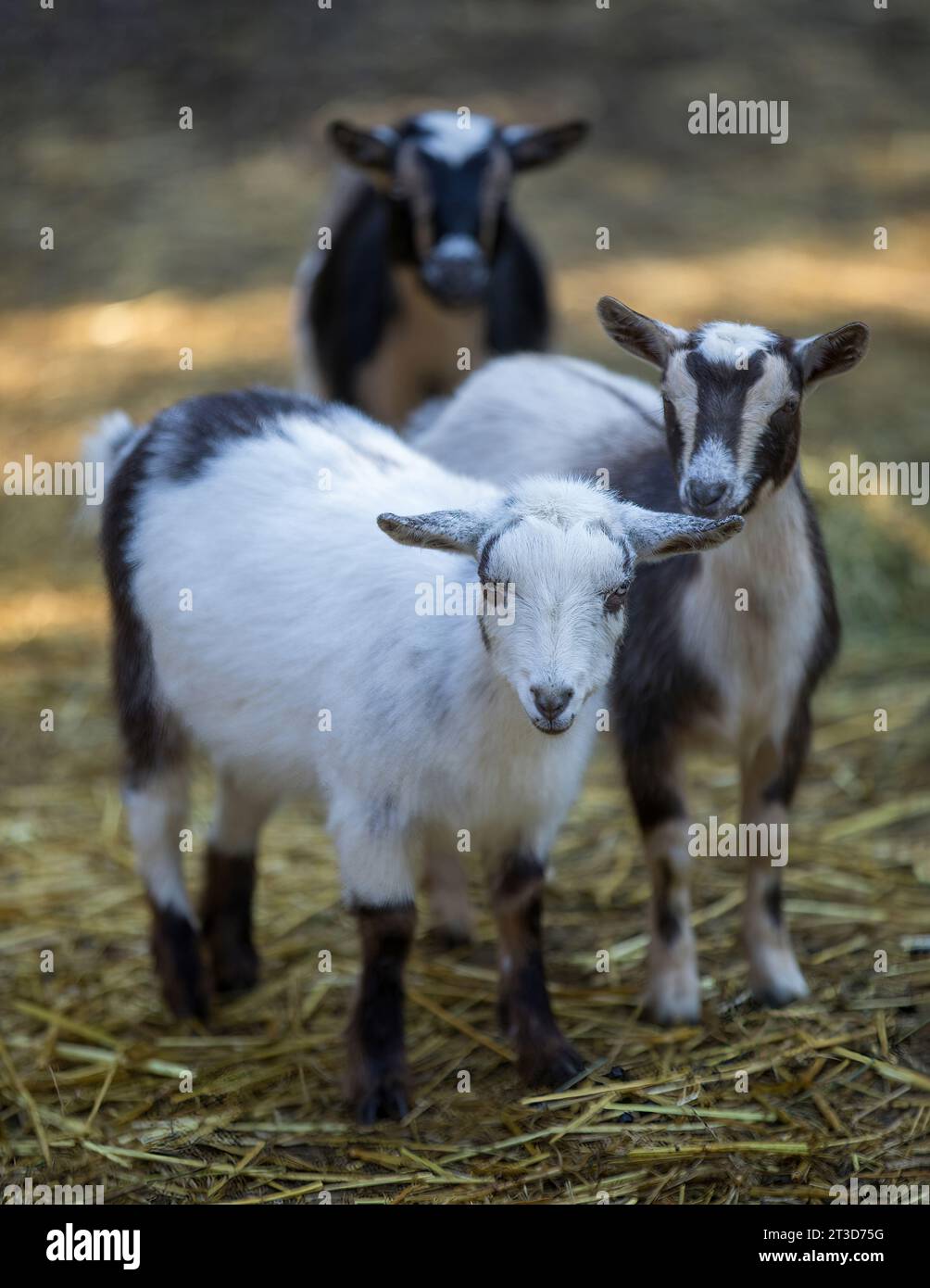 Pygmy Goat Kids in piedi insieme in una penna animale Foto Stock