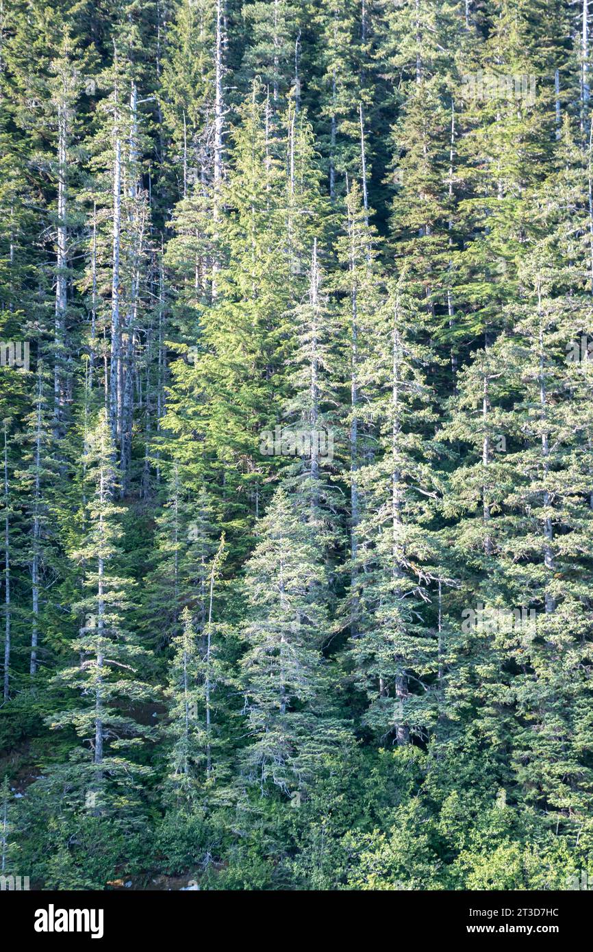 Ripresa ravvicinata di altissime conifere scattate in una foresta dell'Alaska Foto Stock