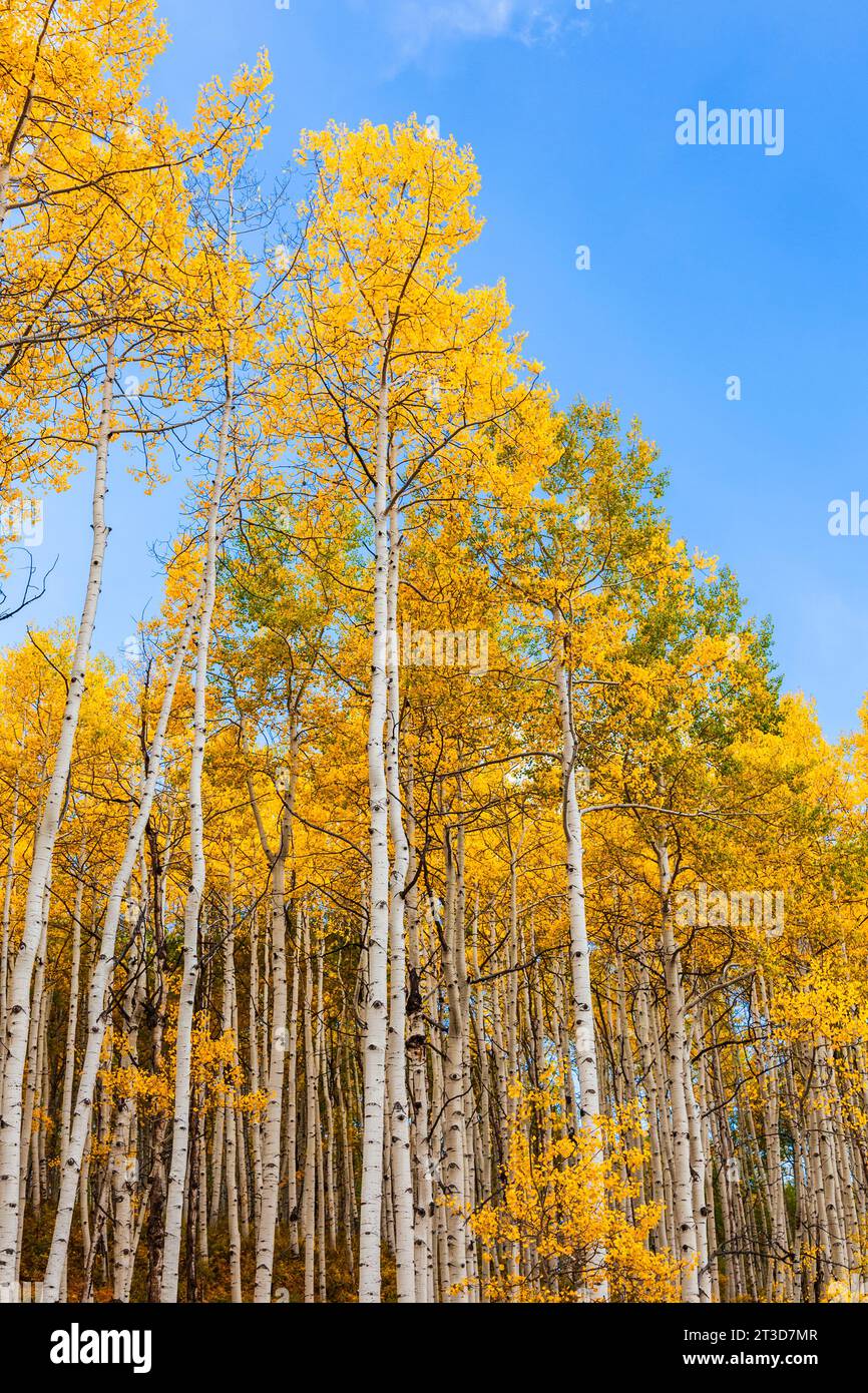 Colore autunnale con Aspens Turning - lungo la strada del passo Kebler a ovest di Crested Butte, Colorado. Una delle più grandi foreste di Aspen del mondo. Foto Stock