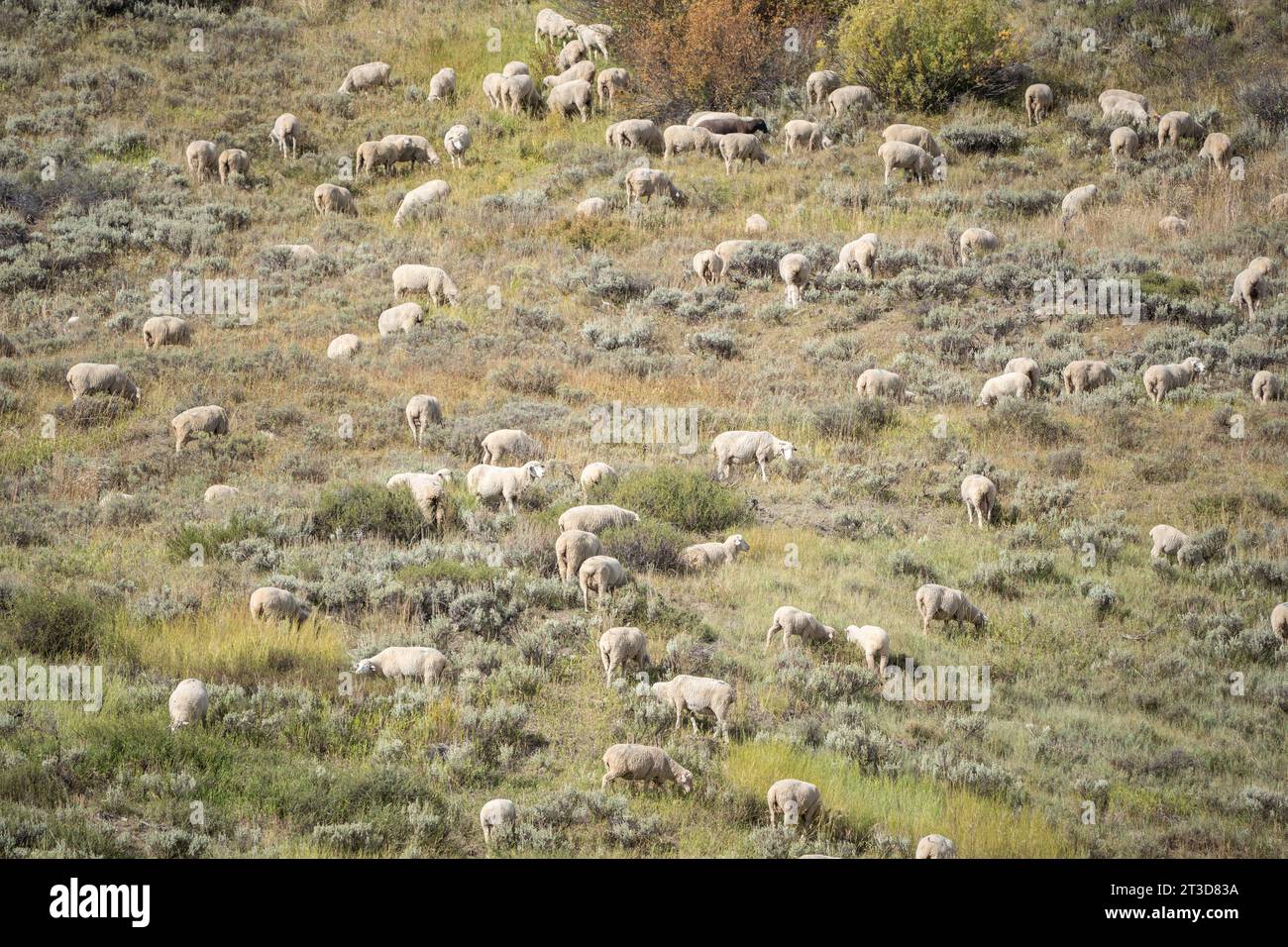 Grande gregge di pecore allevate all'aperto che pascolano sulle montagne dell'Idaho. Foto Stock