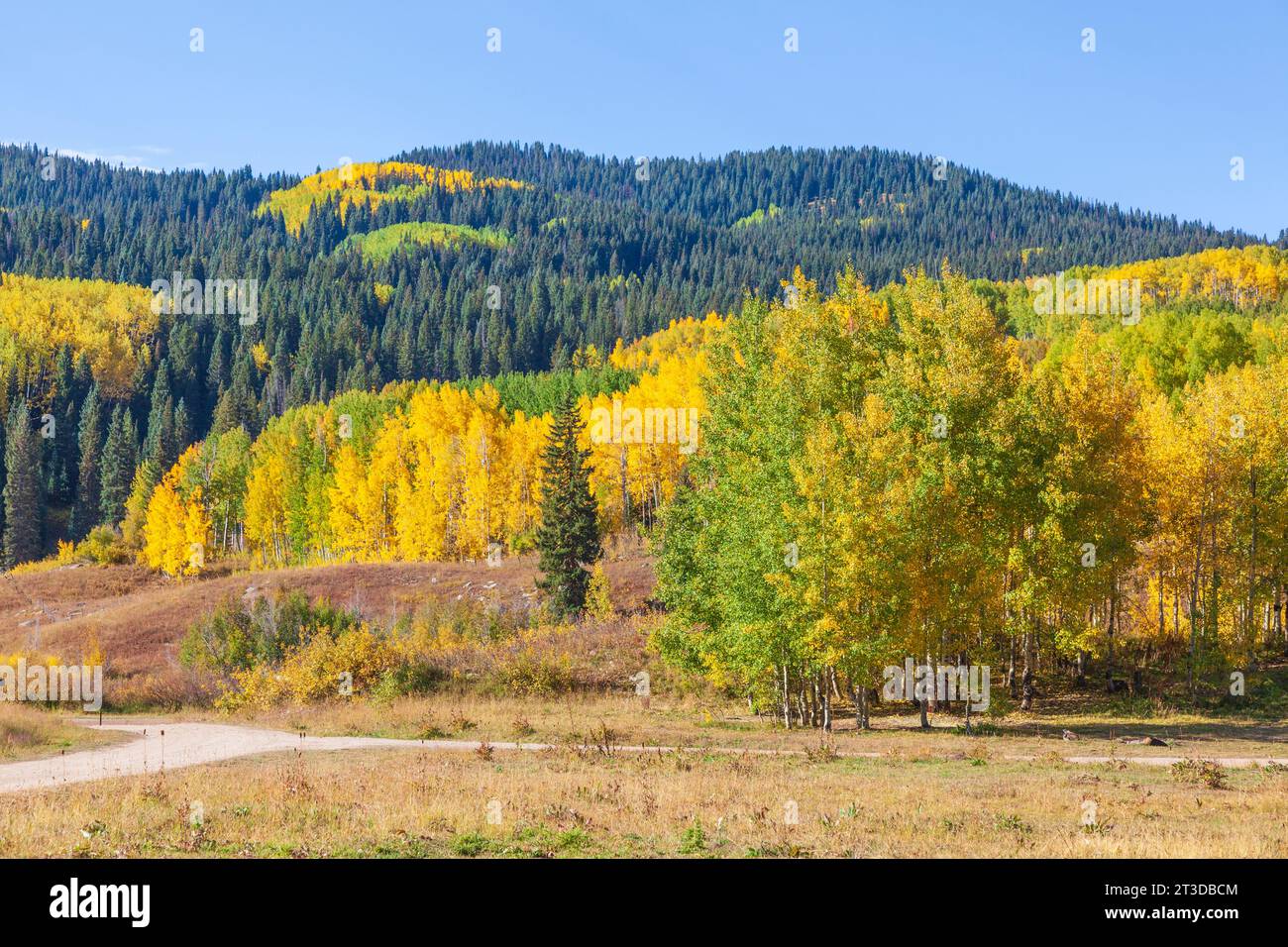 Colore autunnale con Aspens Turning - lungo la strada del passo Kebler a ovest di Crested Butte, Colorado. Una delle più grandi foreste di Aspen del mondo. Foto Stock