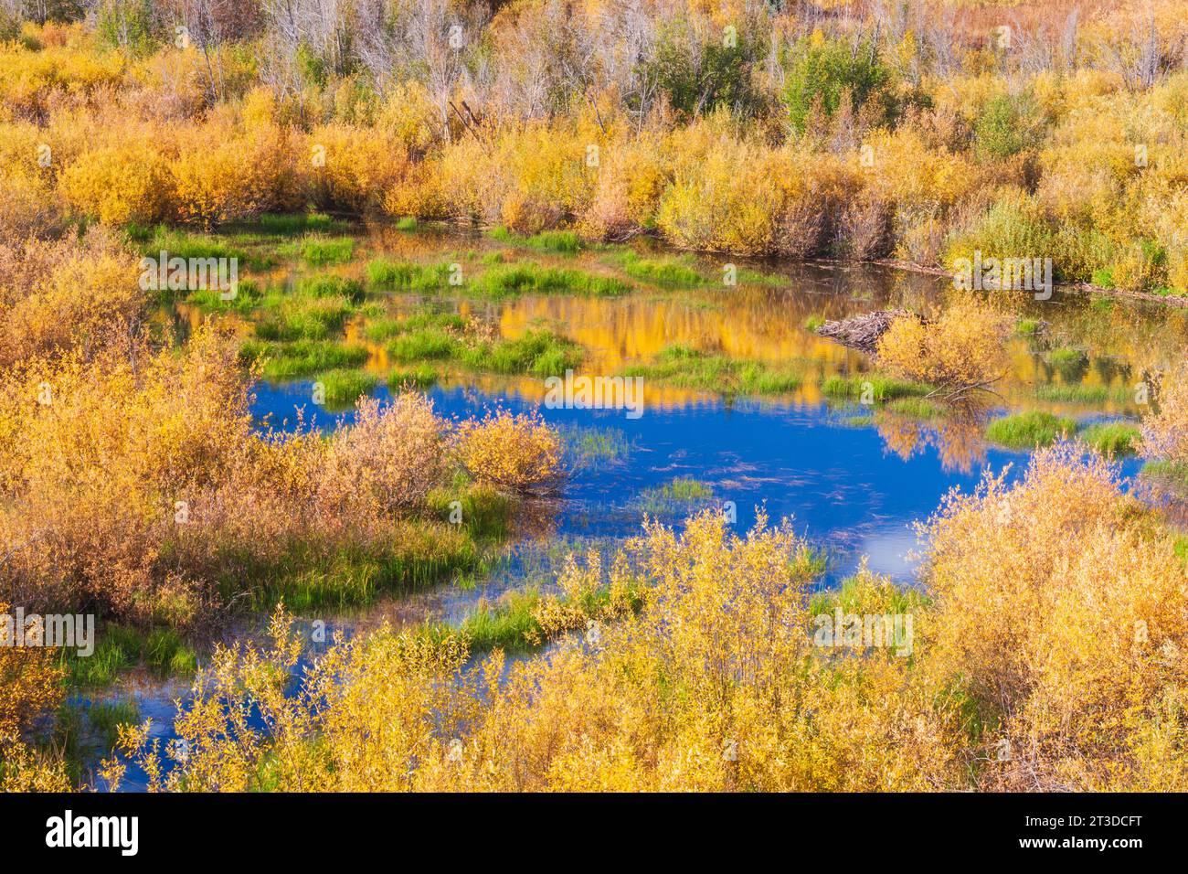 Colore autunnale con Aspens Turning - lungo la strada del passo Kebler a ovest di Crested Butte, Colorado. Una delle più grandi colonie di Aspen del mondo. Foto Stock