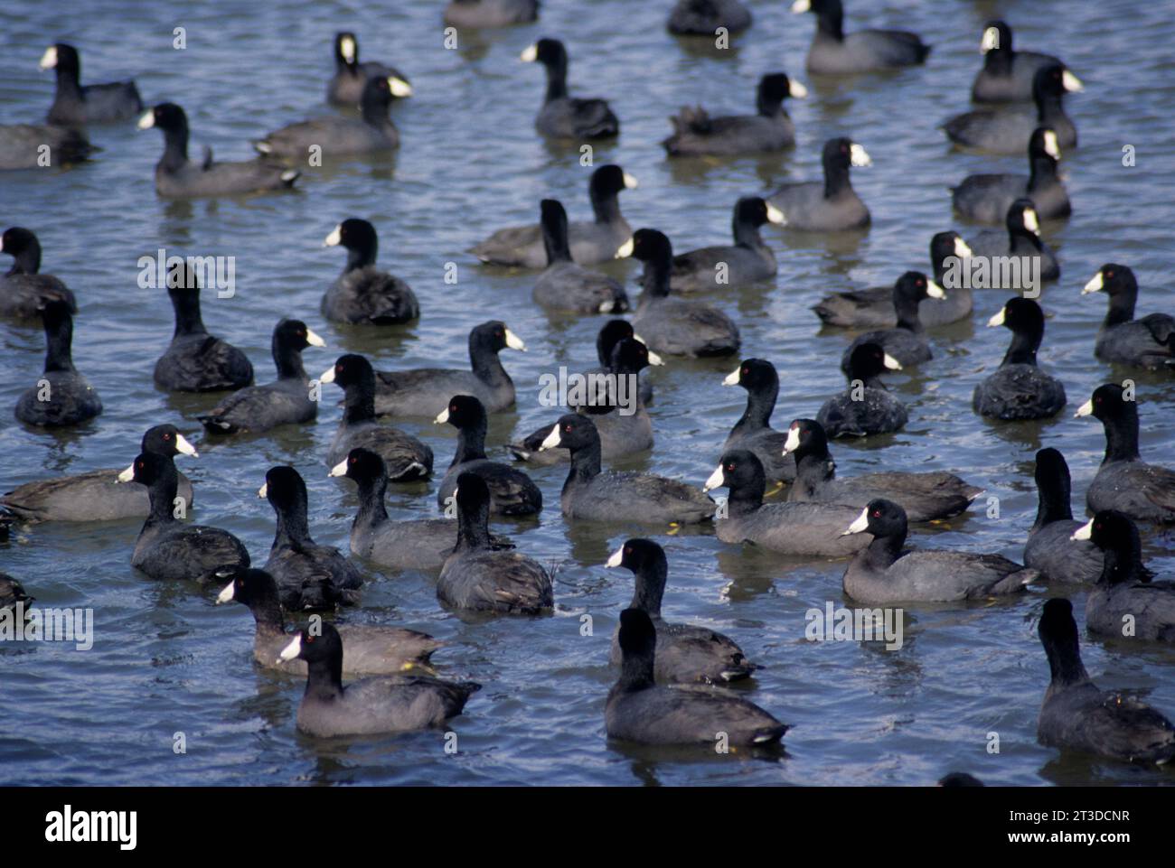 American coot (Fulica americana), Mission Bay Park, San Diego, California Foto Stock