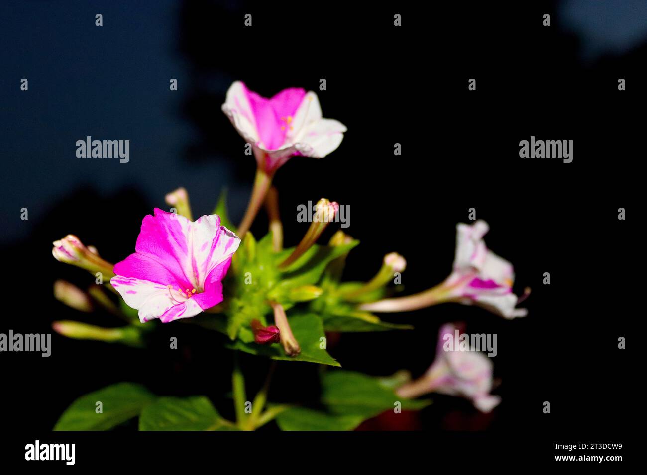 Mirabilis Jalapa - il fiore delle 4 ore, la meraviglia del Perù o la pianta del tè; i fiori possono ocur con colori diversi contemporaneamente sulla stessa pianta. Foto Stock
