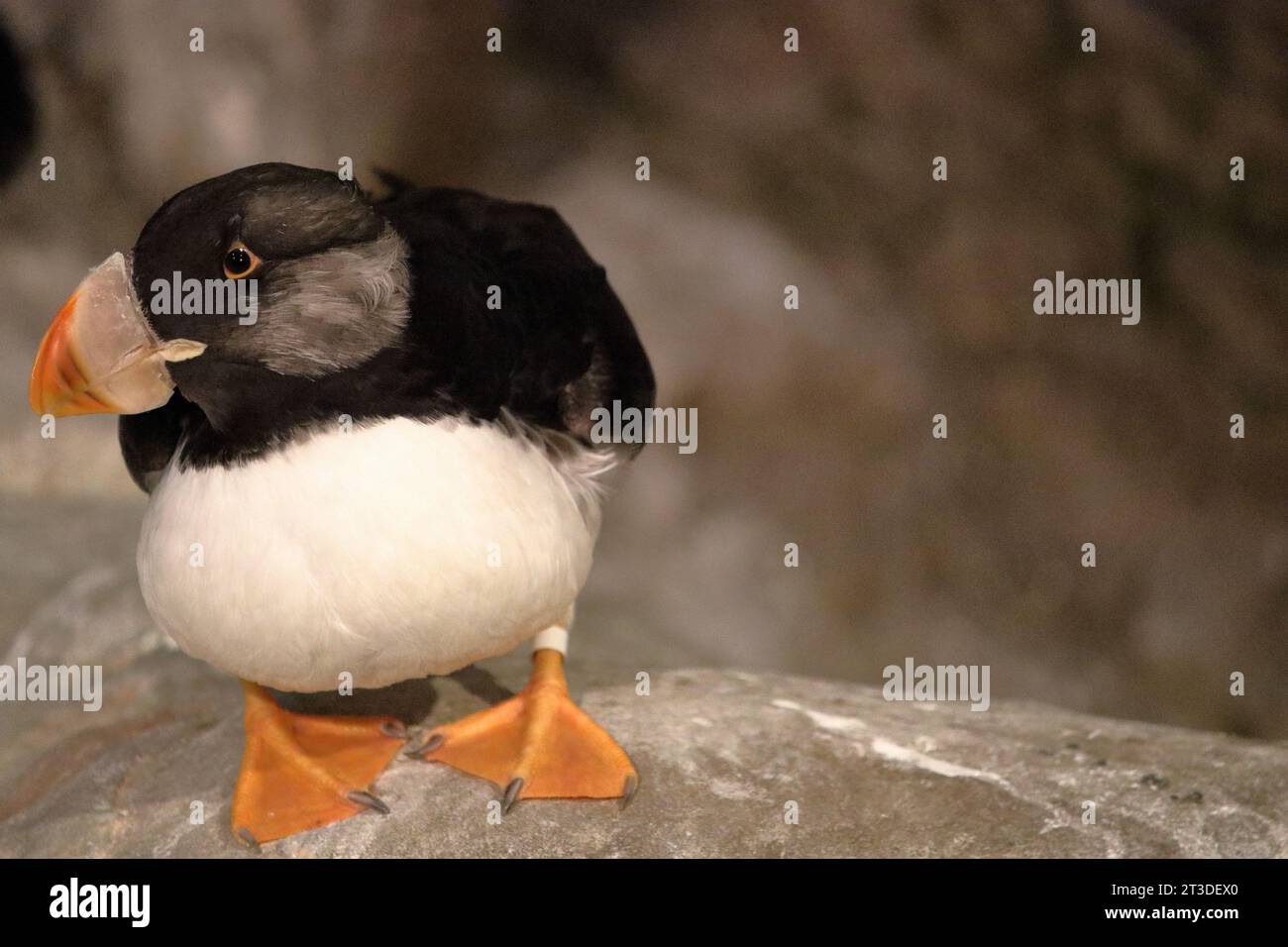 Un Puffin cornuto Foto Stock