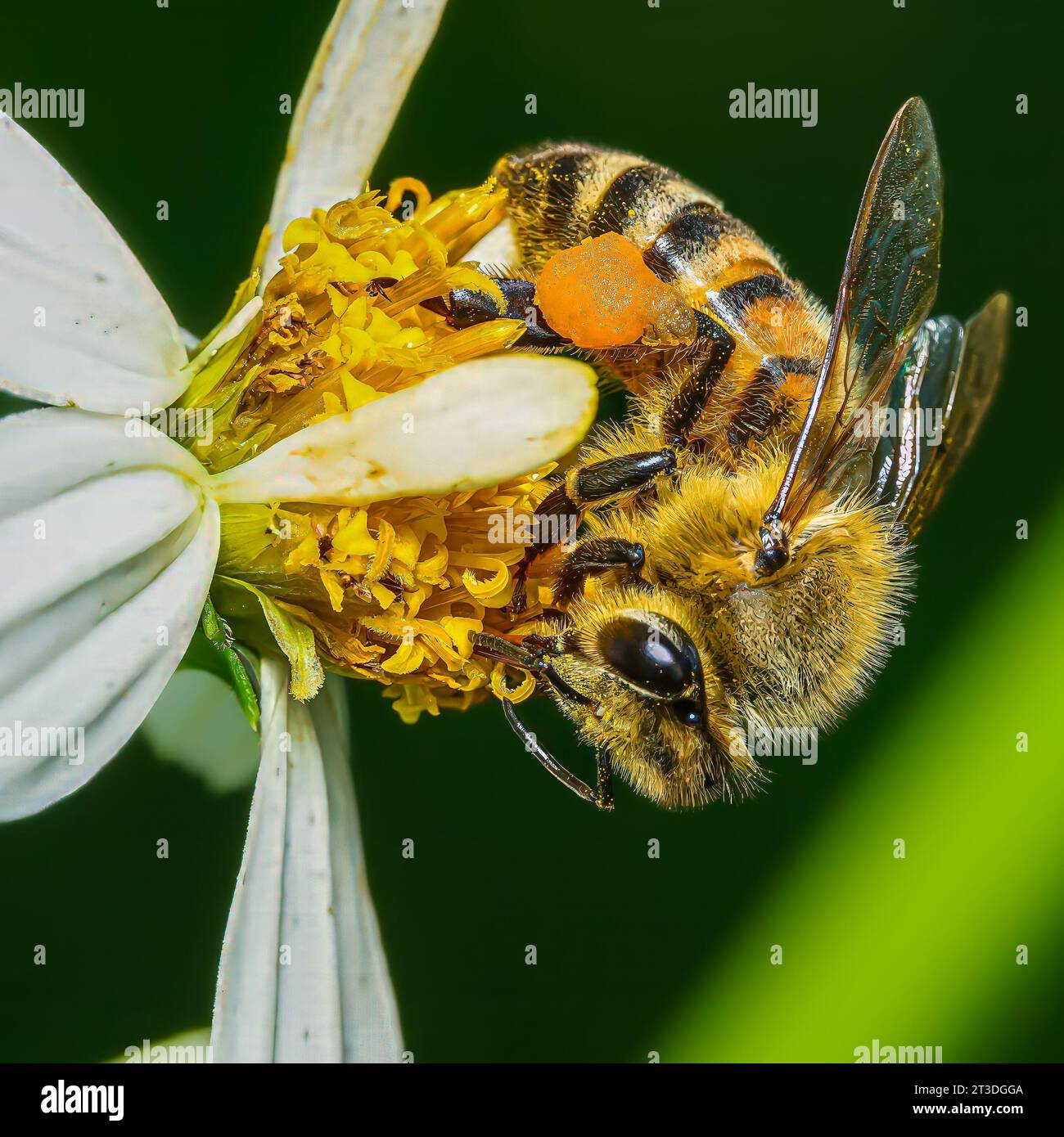 api da miele su polline da raccolta di fiori gialli Foto Stock
