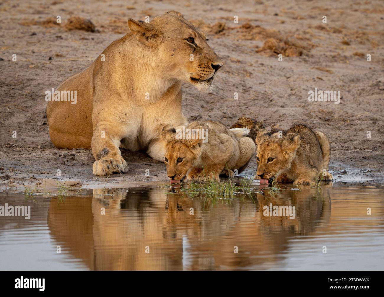 Una leonessa e cuccioli sono stati visti nella pozza d'acqua nel Parco Nazionale di Mana Pools in Zimbabwe il 13 ottobre 2023 Foto Stock