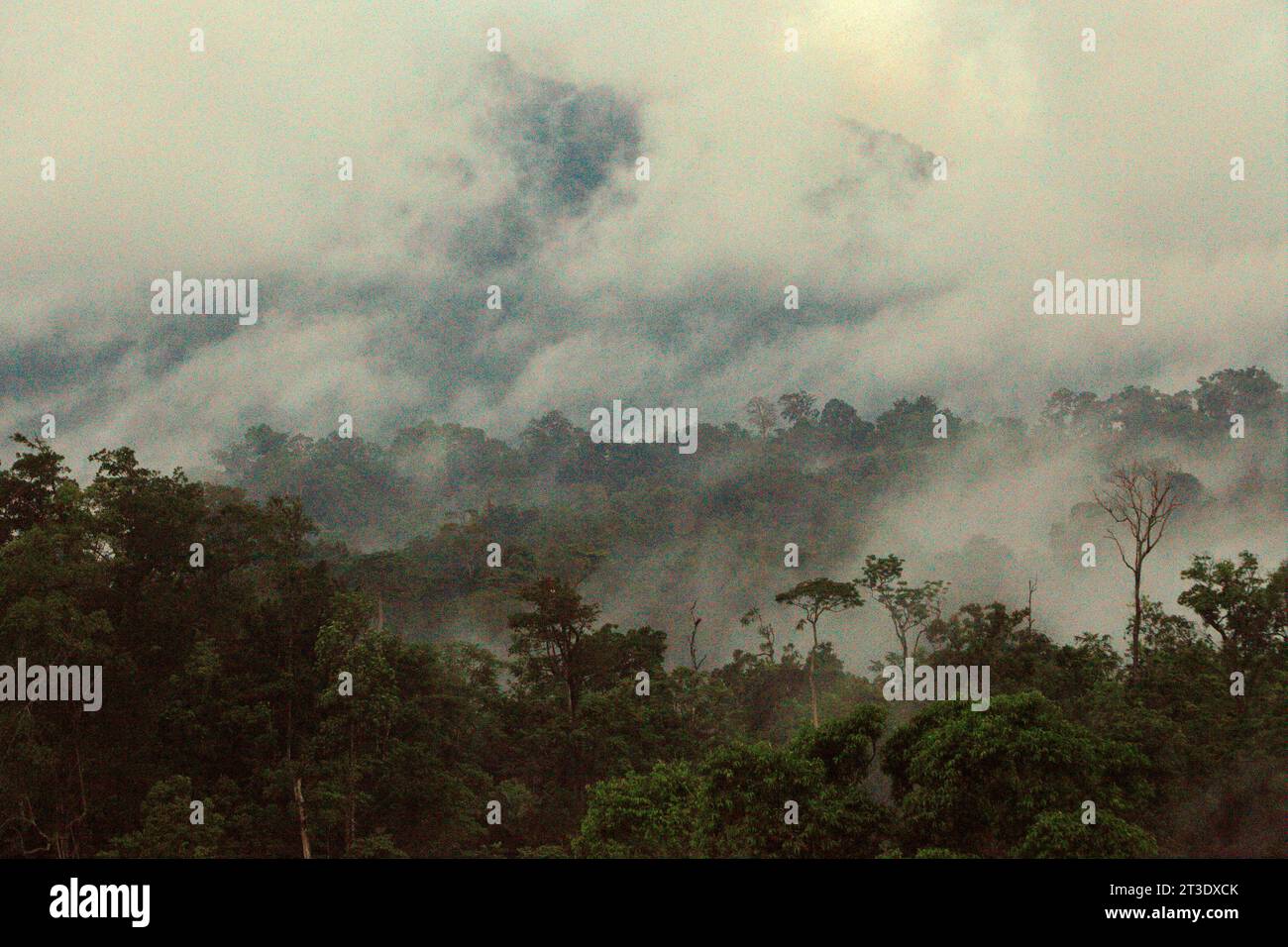 Paesaggio di una foresta pluviale ai piedi del Monte Tangkoko e Duasudara (Dua Saudara) a Bitung, Sulawesi settentrionale, Indonesia. Una nuova relazione della Wildlife Conservation Society ha rivelato che si stima che le foreste tropicali ad alta integrità rimuovano e immagazzinano circa 3,6 miliardi di tonnellate di CO2 all'anno (nette) dall'atmosfera, ma per proteggerli gli stakeholder devono salvare i grandi frugivori. le specie di fauna selvatica di grandi dimensioni, in particolare i mangiatori di frutta come primati, carpini e altri, disperdono grandi semi da specie di alberi con un'elevata capacità di stock di carbonio, secondo gli scienziati. Foto Stock