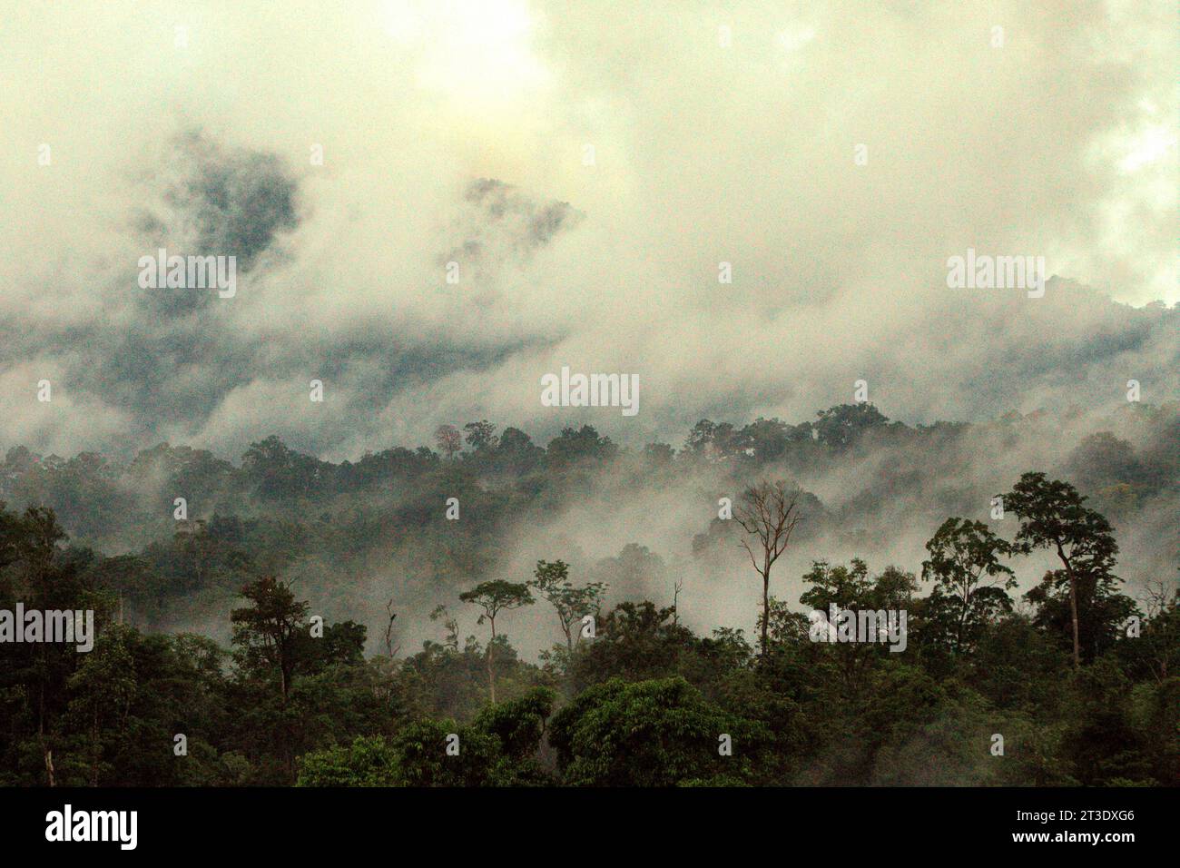 Paesaggio di una foresta pluviale ai piedi del Monte Tangkoko e Duasudara (Dua Saudara) a Bitung, Sulawesi settentrionale, Indonesia. Una nuova relazione della Wildlife Conservation Society ha rivelato che si stima che le foreste tropicali ad alta integrità rimuovano e immagazzinano circa 3,6 miliardi di tonnellate di CO2 all'anno (nette) dall'atmosfera, ma per proteggerli gli stakeholder devono salvare i grandi frugivori. le specie di fauna selvatica di grandi dimensioni, in particolare i mangiatori di frutta come primati, carpini e altri, disperdono grandi semi da specie di alberi con un'elevata capacità di stock di carbonio, secondo gli scienziati. Foto Stock