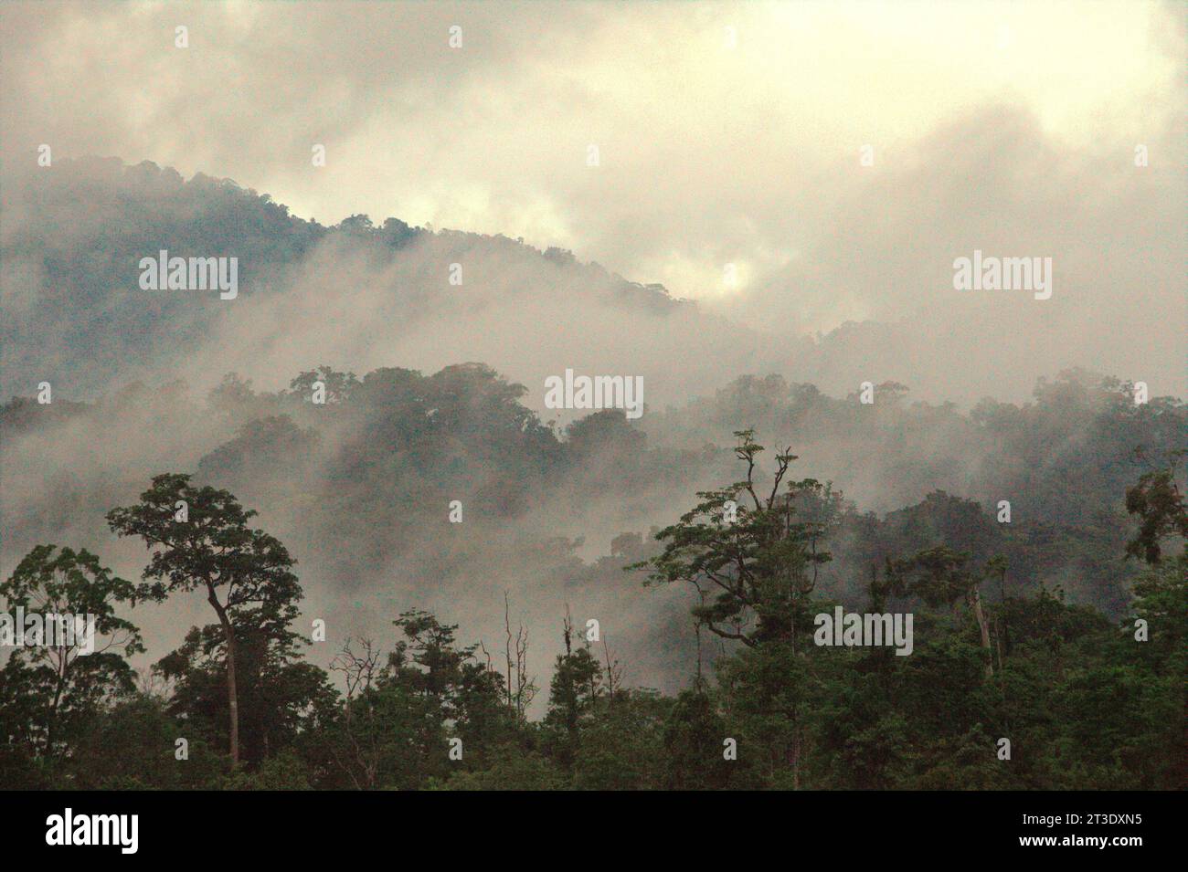 Paesaggio di una foresta pluviale ai piedi del Monte Tangkoko e Duasudara (Dua Saudara) a Bitung, Sulawesi settentrionale, Indonesia. Una nuova relazione della Wildlife Conservation Society ha rivelato che si stima che le foreste tropicali ad alta integrità rimuovano e immagazzinano circa 3,6 miliardi di tonnellate di CO2 all'anno (nette) dall'atmosfera, ma per proteggerli gli stakeholder devono salvare i grandi frugivori. le specie di fauna selvatica di grandi dimensioni, in particolare i mangiatori di frutta come primati, carpini e altri, disperdono grandi semi da specie di alberi con un'elevata capacità di stock di carbonio, secondo gli scienziati. Foto Stock