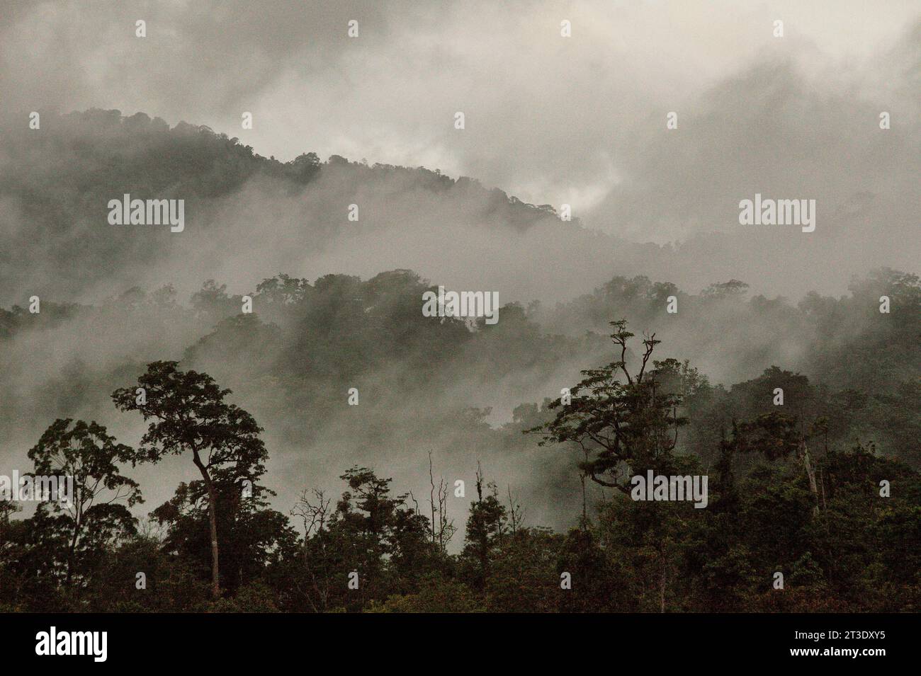 Paesaggio di una foresta pluviale ai piedi del Monte Tangkoko e Duasudara (Dua Saudara) a Bitung, Sulawesi settentrionale, Indonesia. Una nuova relazione della Wildlife Conservation Society ha rivelato che si stima che le foreste tropicali ad alta integrità rimuovano e immagazzinano circa 3,6 miliardi di tonnellate di CO2 all'anno (nette) dall'atmosfera, ma per proteggerli gli stakeholder devono salvare i grandi frugivori. le specie di fauna selvatica di grandi dimensioni, in particolare i mangiatori di frutta come primati, carpini e altri, disperdono grandi semi da specie di alberi con un'elevata capacità di stock di carbonio, secondo gli scienziati. Foto Stock