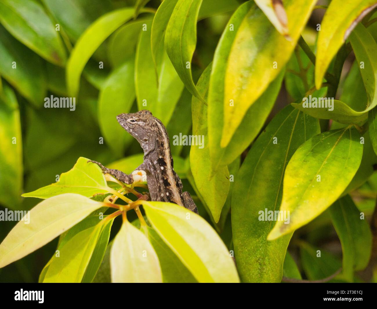 Lucertola anolica marrone (Anolis sagrei) in un arbusto verde vibrante in un giardino botanico a Kauai, Hawaii. Espressione espressiva e scettica del viso. Foto Stock