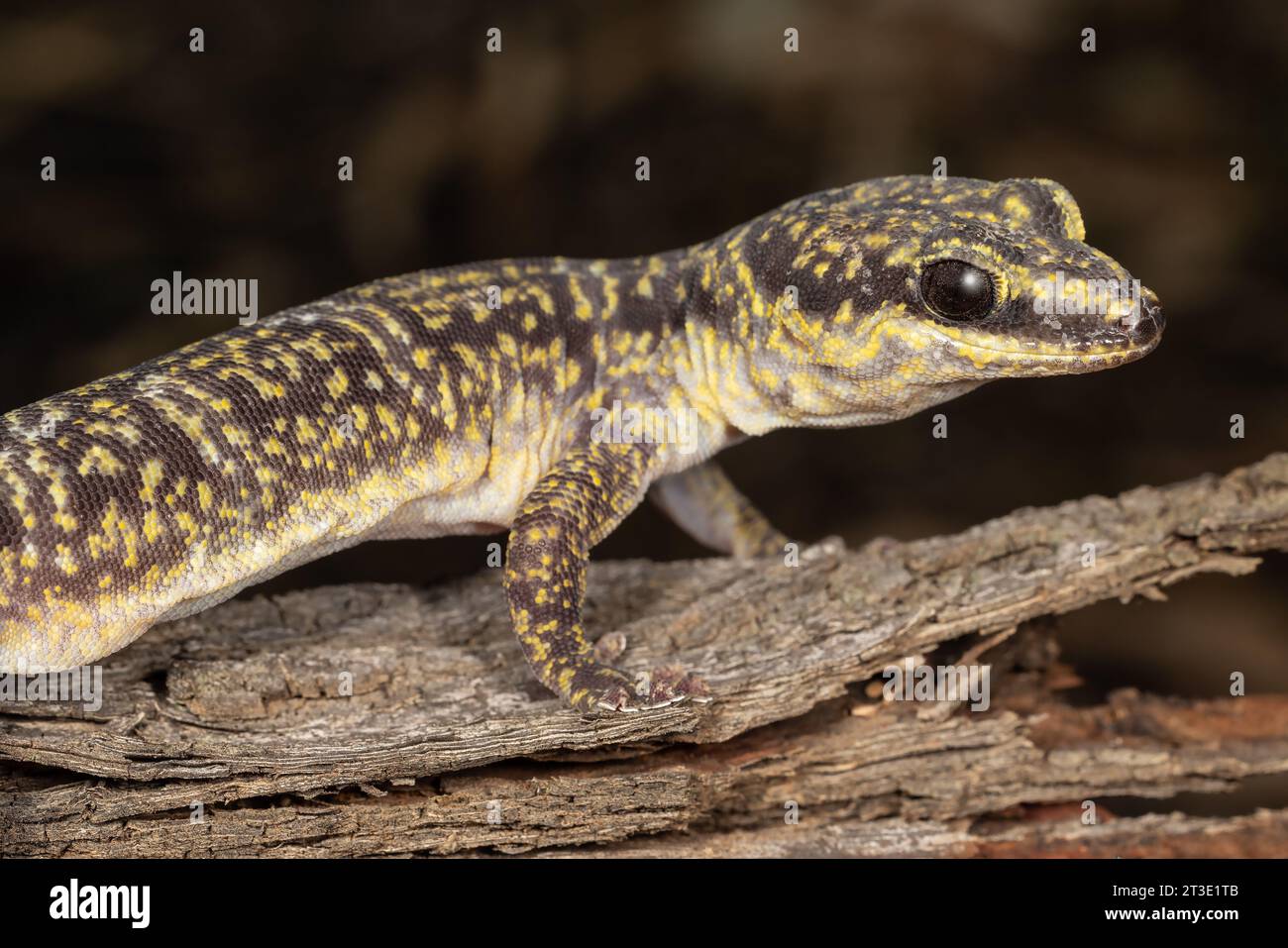Australian Inland Marbled Velvet Gecko Foto Stock