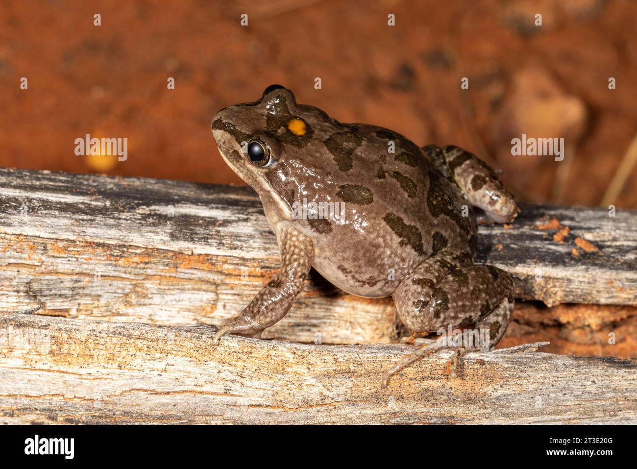 Rana palustre australiana Foto Stock
