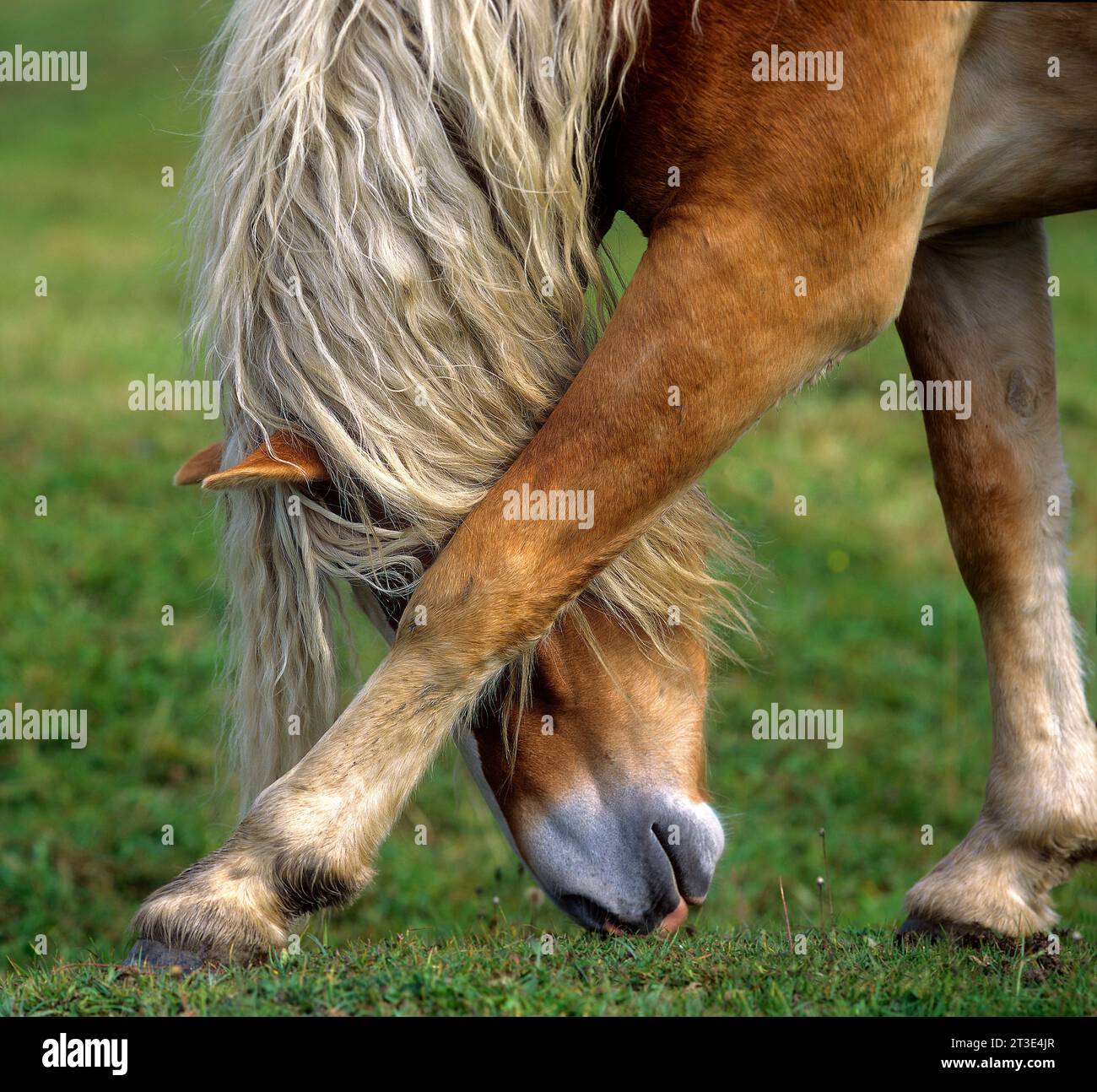 Stallone Haflinger con bellissima criniera che gratta la testa contro il ginocchio. Austria, Tirolo Foto Stock