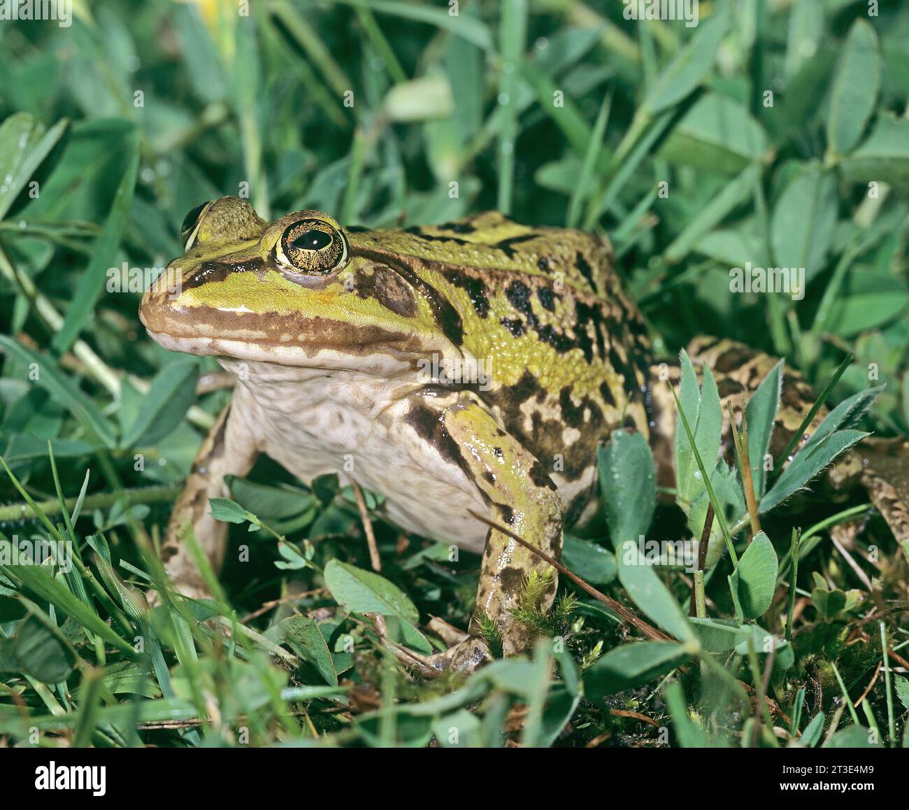 La rana palustre è simile alla rana commestibile (Rana esculenta) ma molto più grande. Rana ridibunda Camargue / Francia Foto Stock