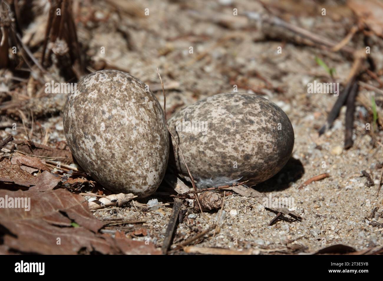 Uova di Curlew in arbusto in nido di terra nell'area vegetativa restaurata, fotografate a Wonga, far North Queensland, Australia Foto Stock
