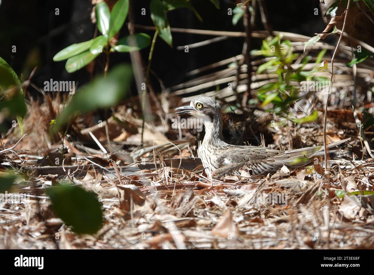 Questo Curlew in pietra di Bush è stato disturbato durante i lavori di restauro della terra, tuttavia molto rapidamente è tornato alle sue uova una volta che mi sono spostato a una distanza di sicurezza. Photogra Foto Stock