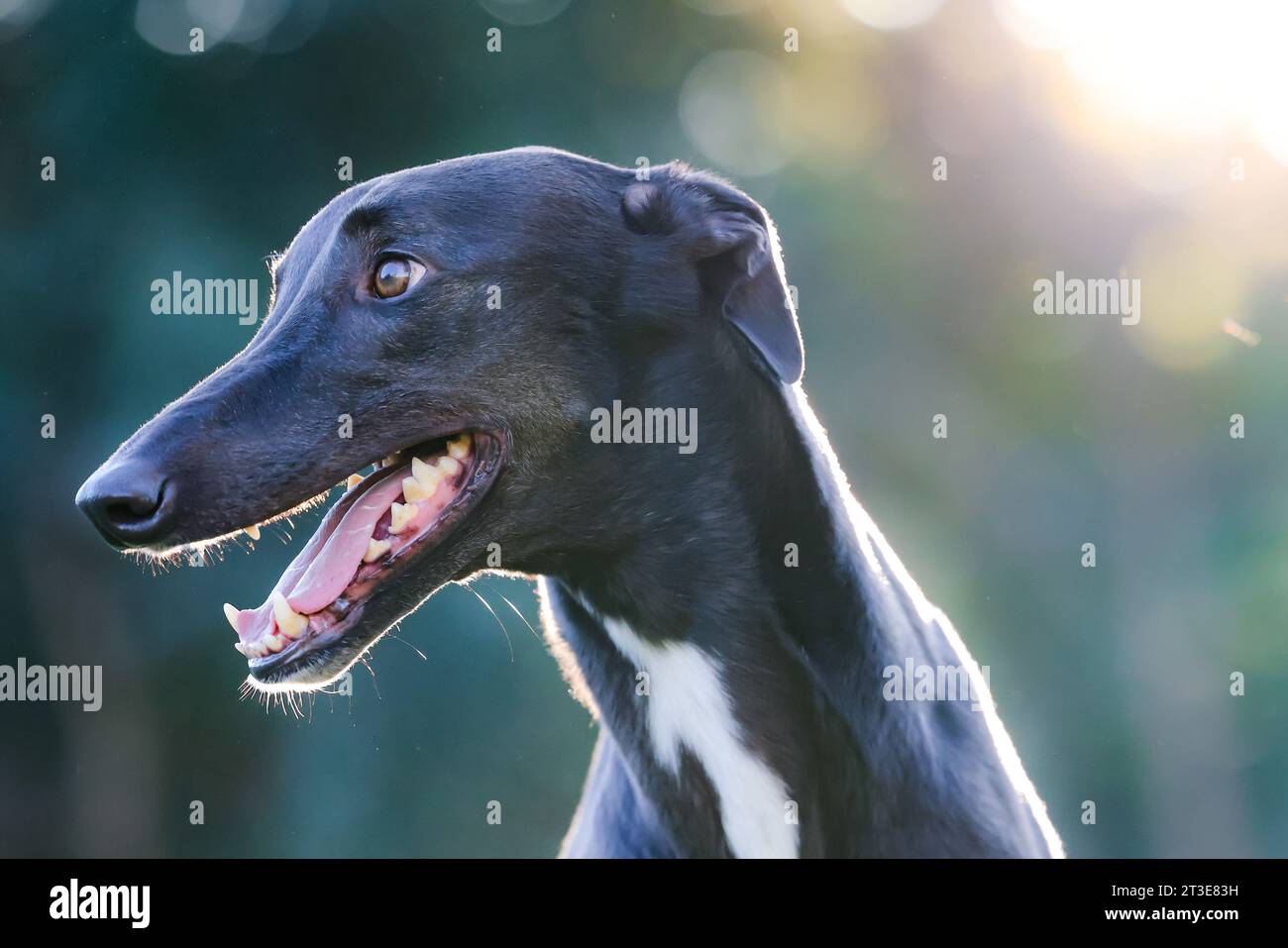 greyhound nero con sfondo bianco Foto Stock