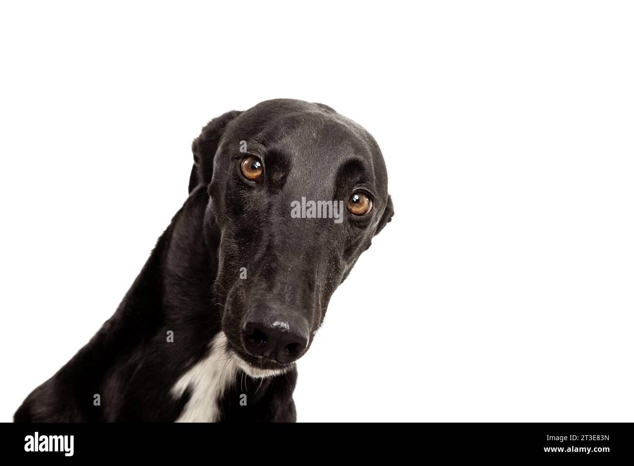 greyhound nero con sfondo bianco Foto Stock