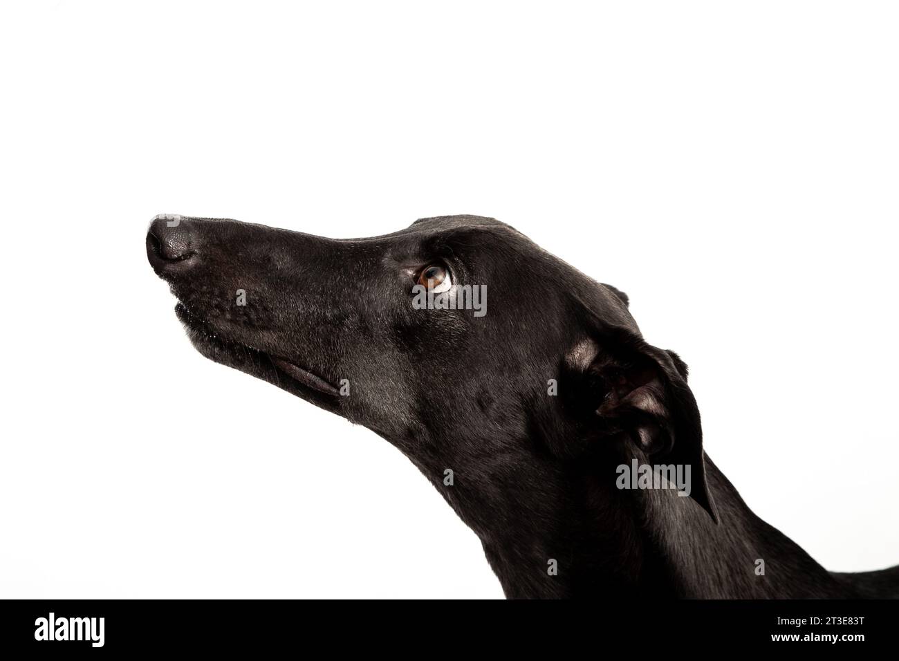 greyhound nero con sfondo bianco Foto Stock