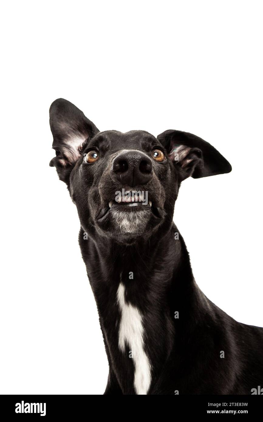 greyhound nero con sfondo bianco Foto Stock